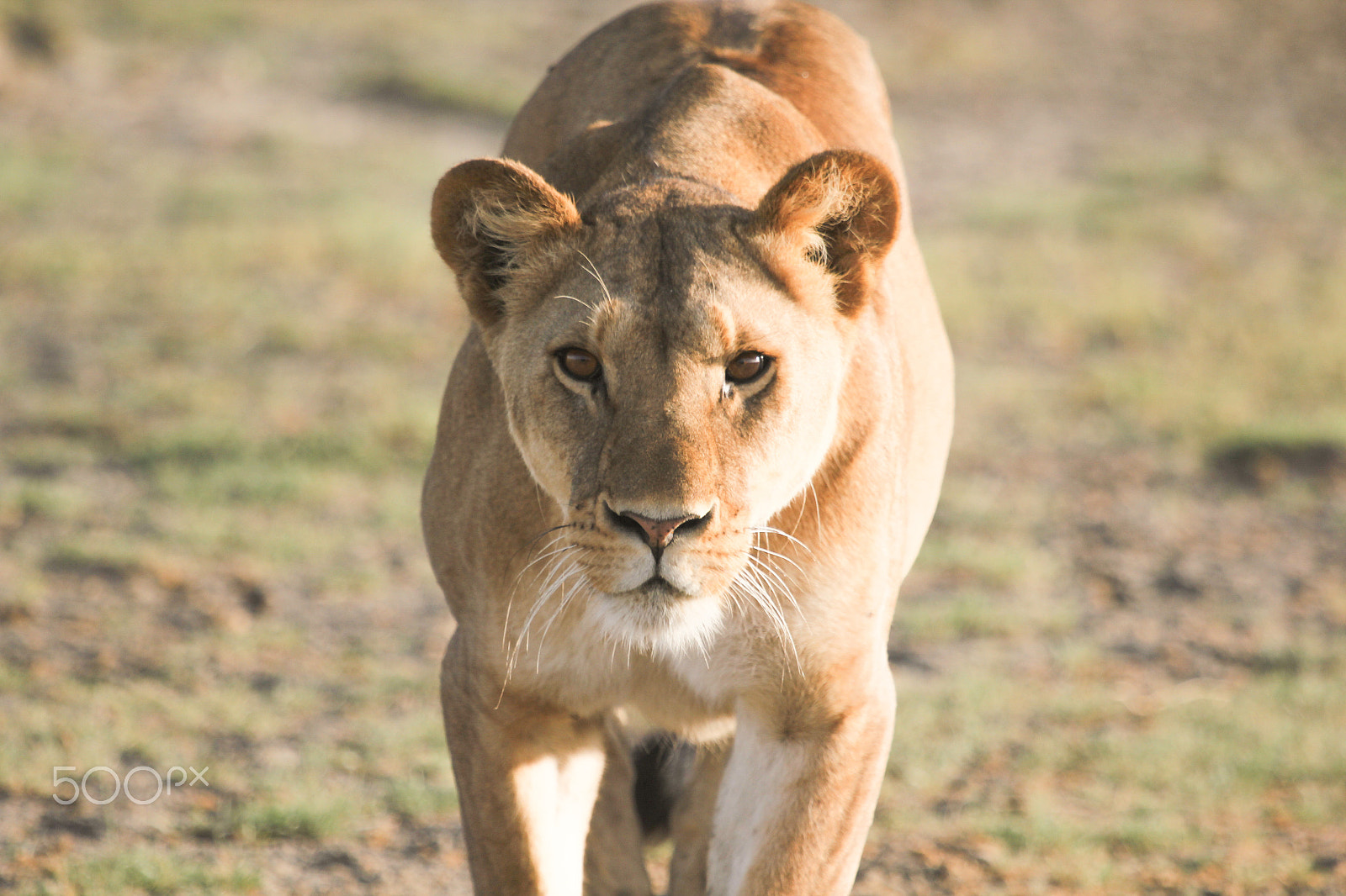 Canon EF 100-400mm F4.5-5.6L IS USM sample photo. Lioness on the prowl photography