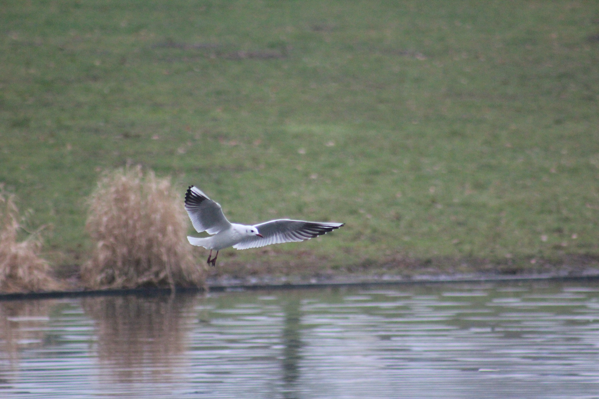 Canon EF 75-300mm f/4-5.6 USM sample photo. Img photography