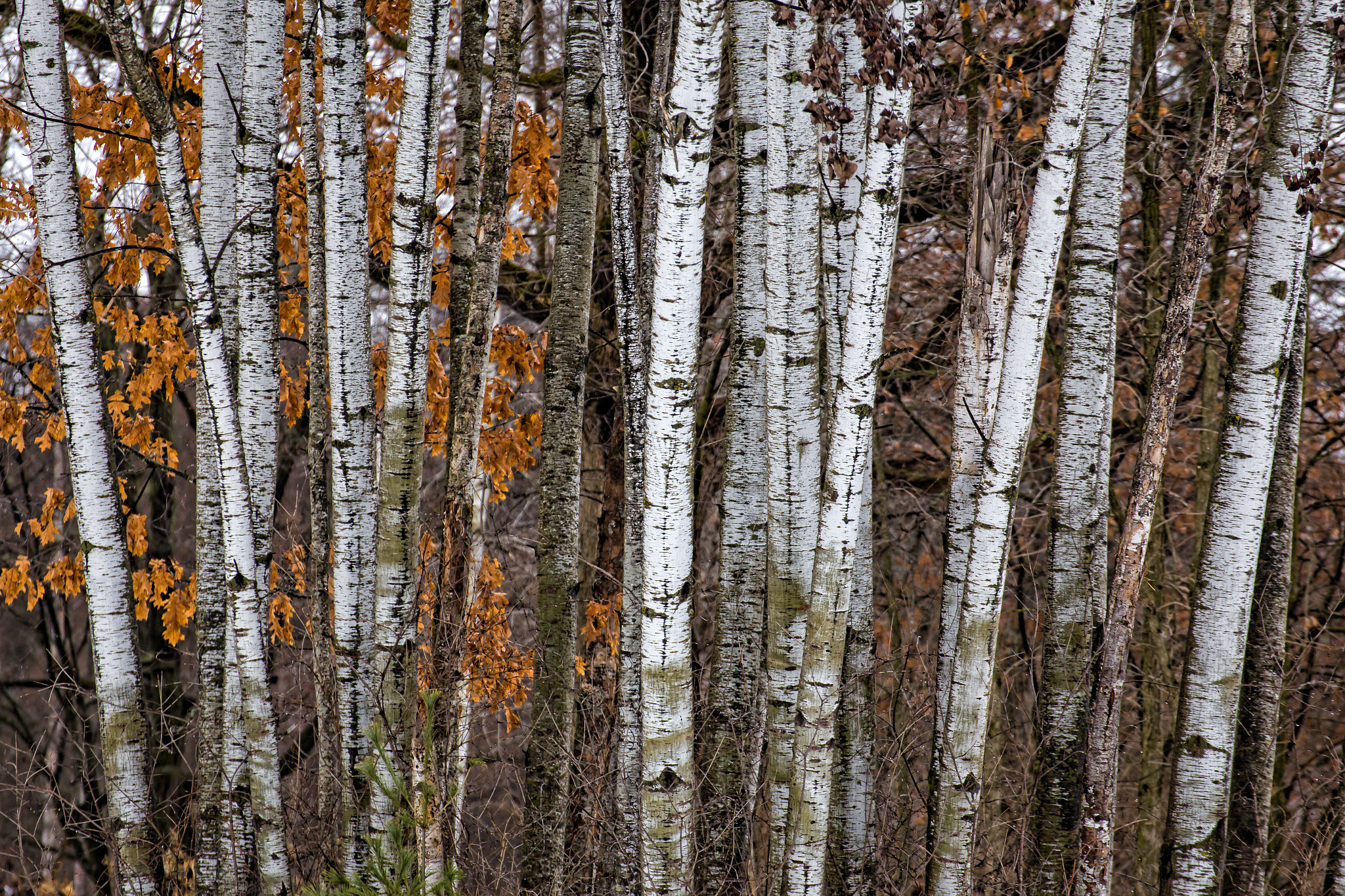 Tamron SP 35mm F1.8 Di VC USD sample photo. Grouping of birch trees photography
