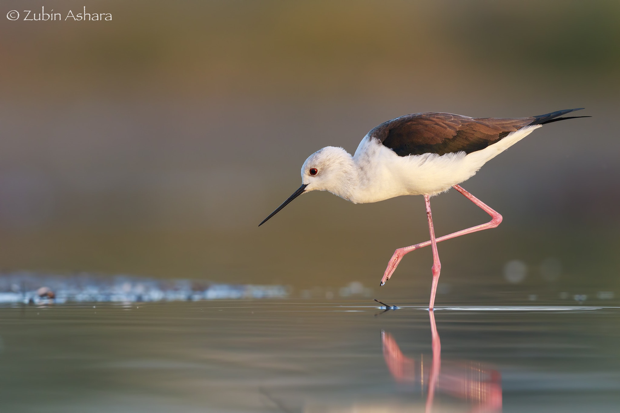 Canon EF 600mm F4L IS II USM sample photo. Black-winged stilt photography