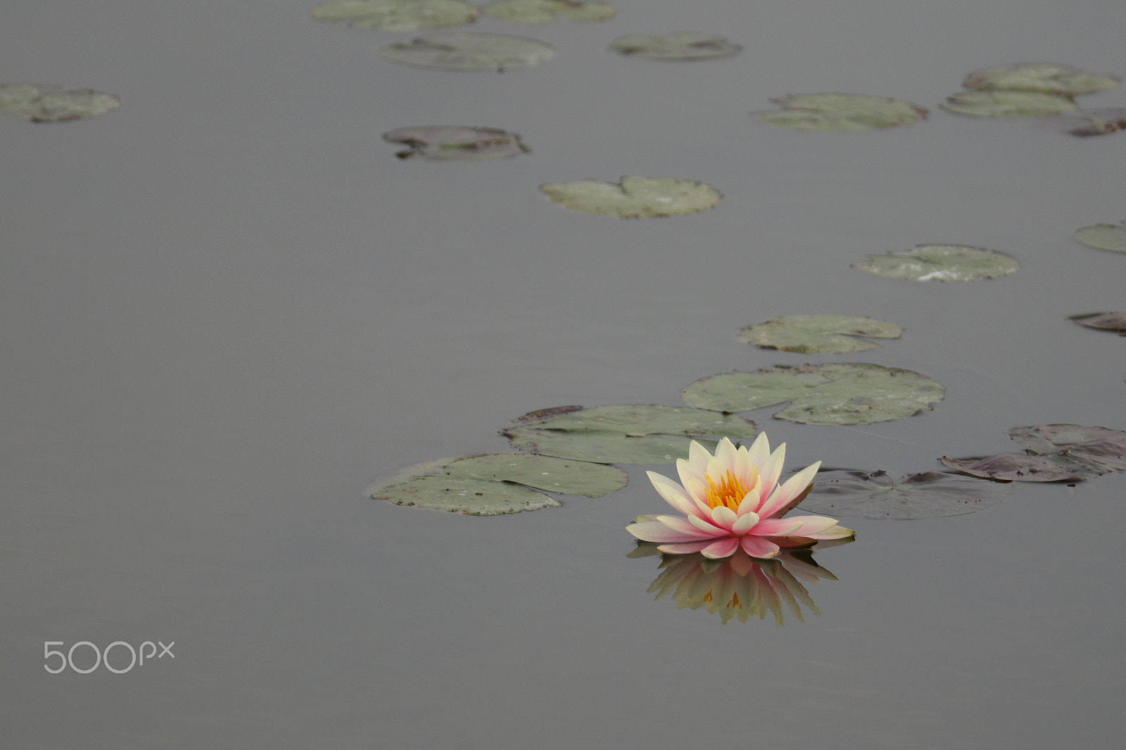 Canon EOS M5 sample photo. Mai po photography