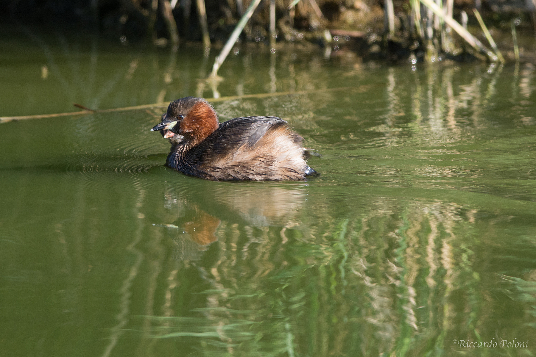 Nikon D7100 + Nikon AF-S Nikkor 300mm F4D ED-IF sample photo. Hide beyond me! photography