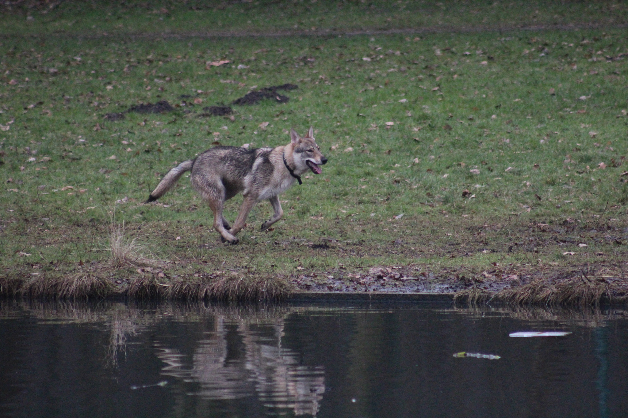 Canon EF 75-300mm f/4-5.6 USM sample photo. Img photography