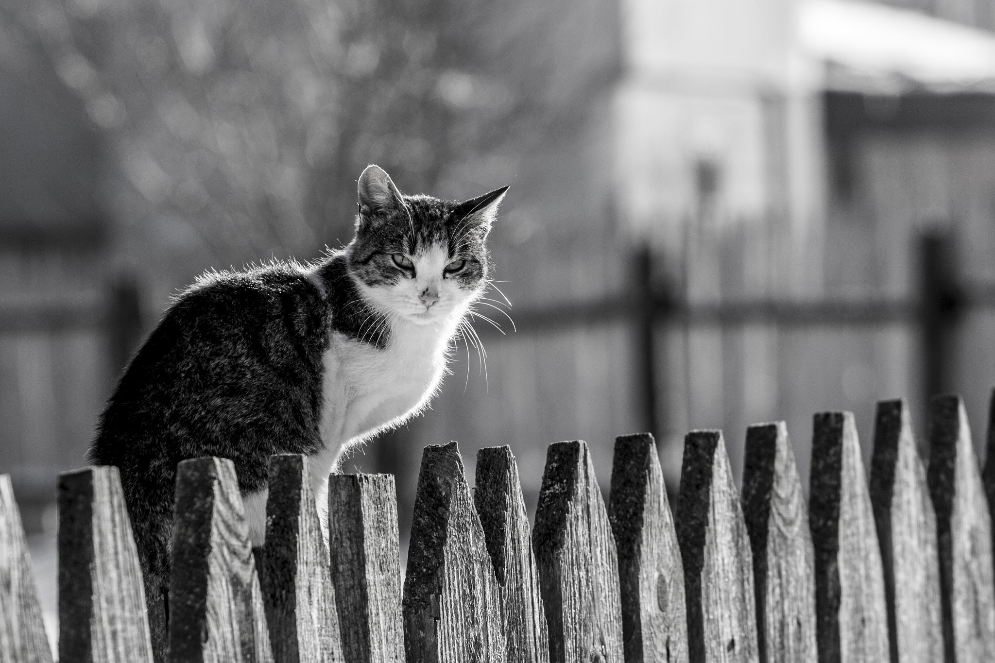 Canon EOS 600D (Rebel EOS T3i / EOS Kiss X5) + Canon EF 70-200mm F4L USM sample photo. Cat on fences photography