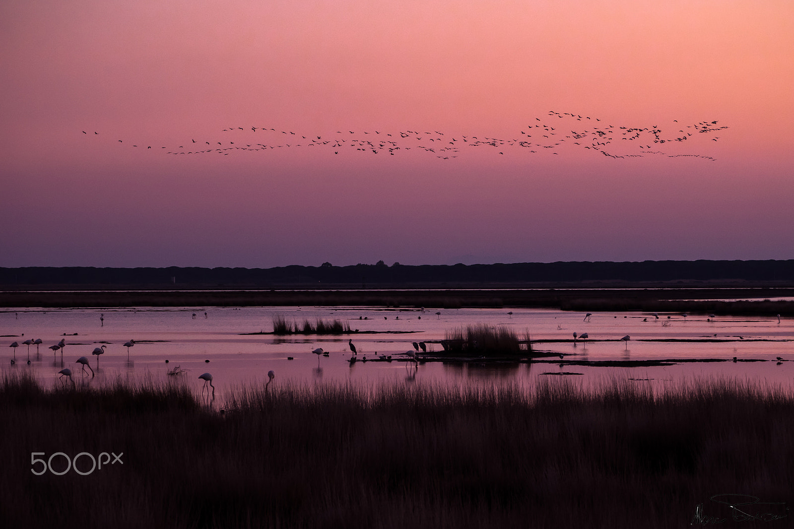 Olympus OM-D E-M1 sample photo. Diaccia botrona photography
