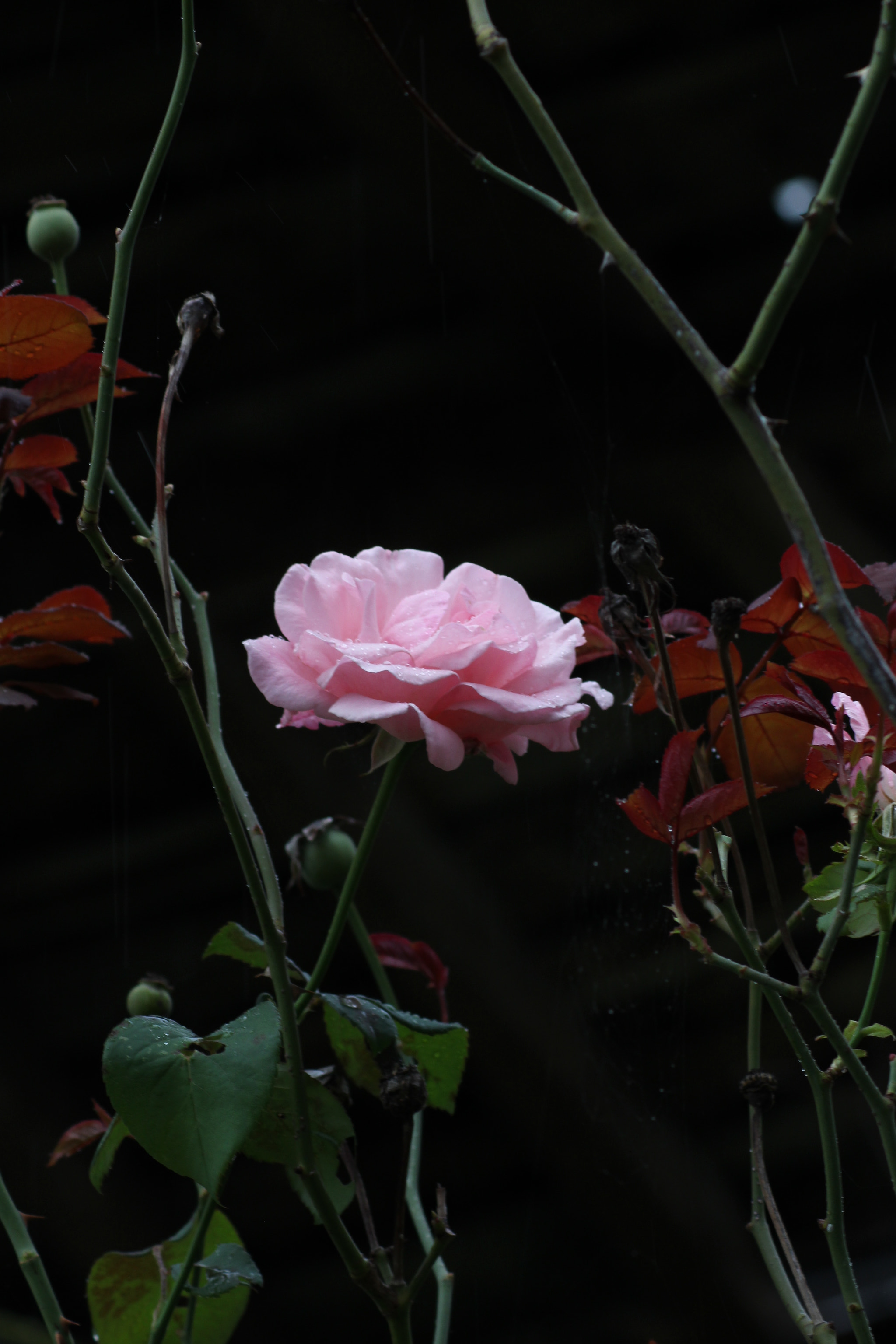 Canon EOS 100D (EOS Rebel SL1 / EOS Kiss X7) sample photo. Dark and light photography