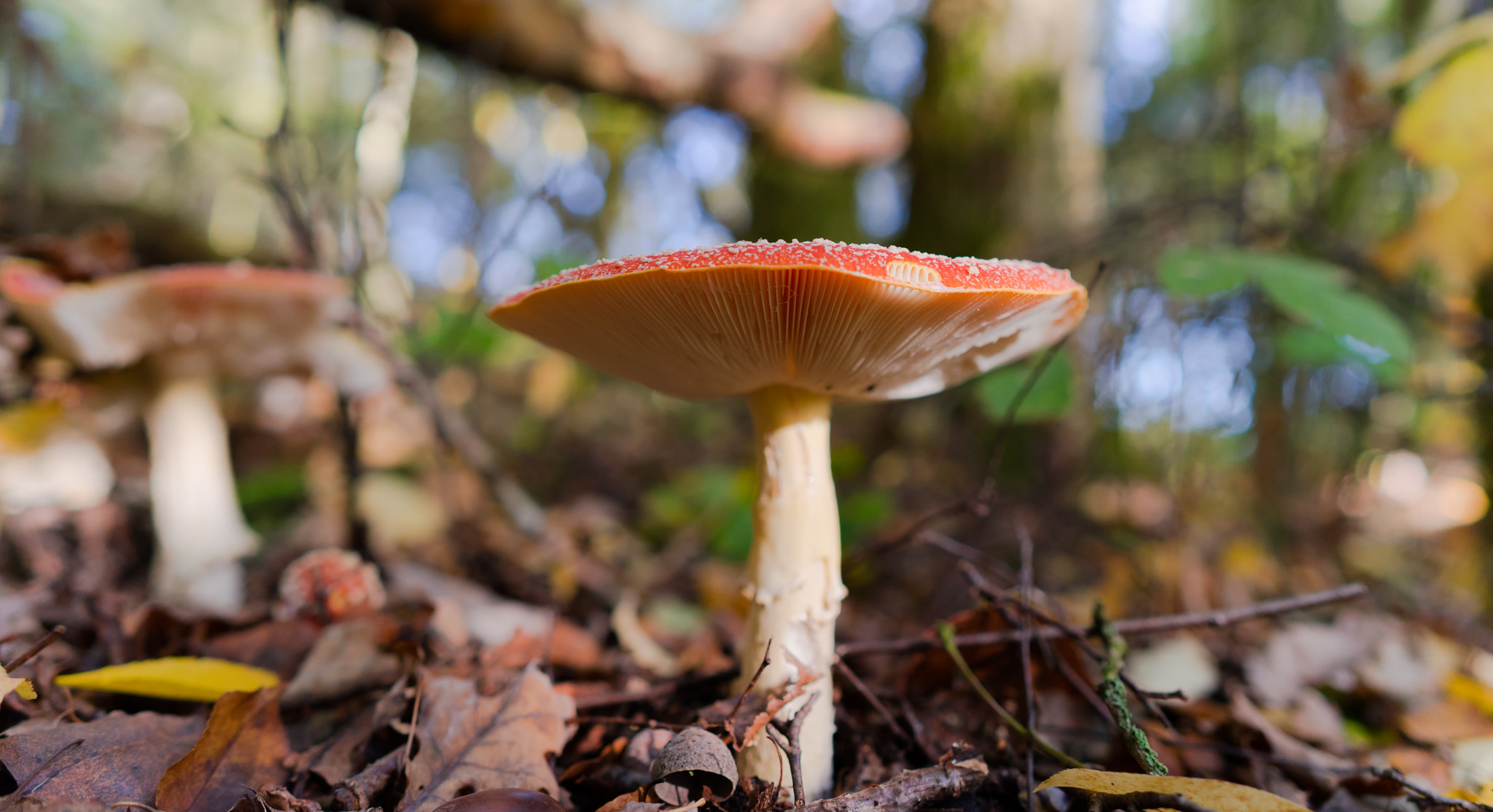 Sony a7 II + ZEISS Batis 25mm F2 sample photo. Mushroom photography