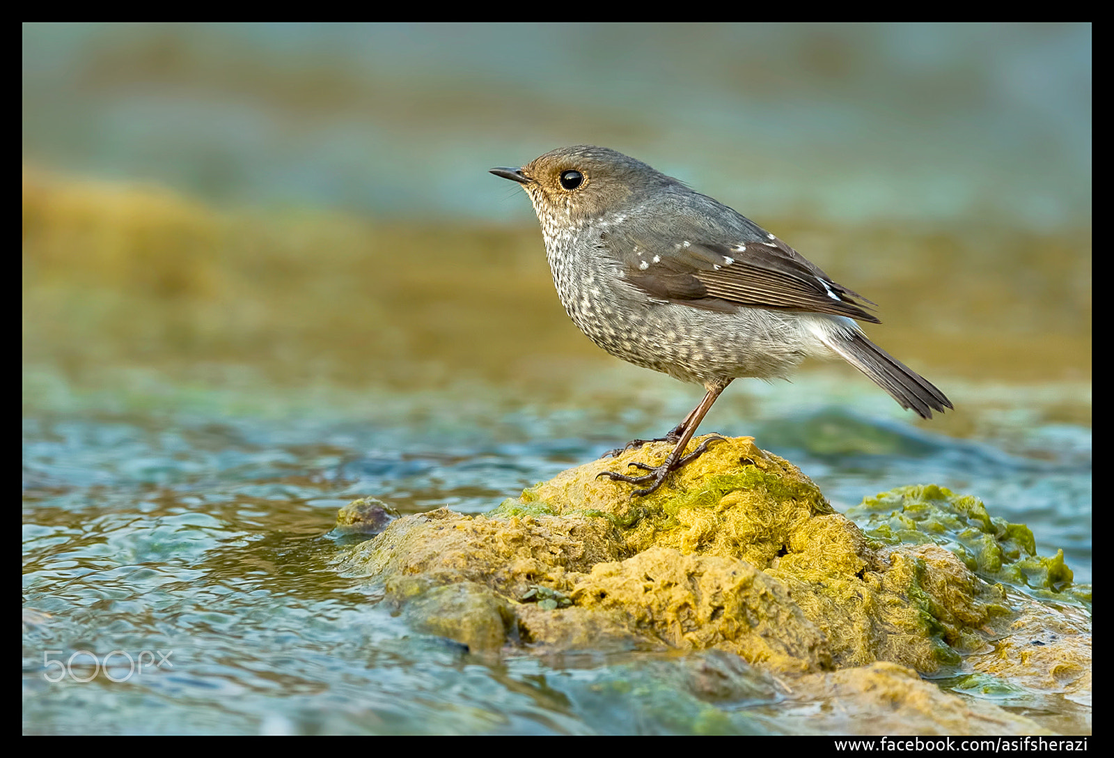 Nikon D5 + Nikon AF-S Nikkor 600mm F4E FL ED VR sample photo. Beauty of the nature photography