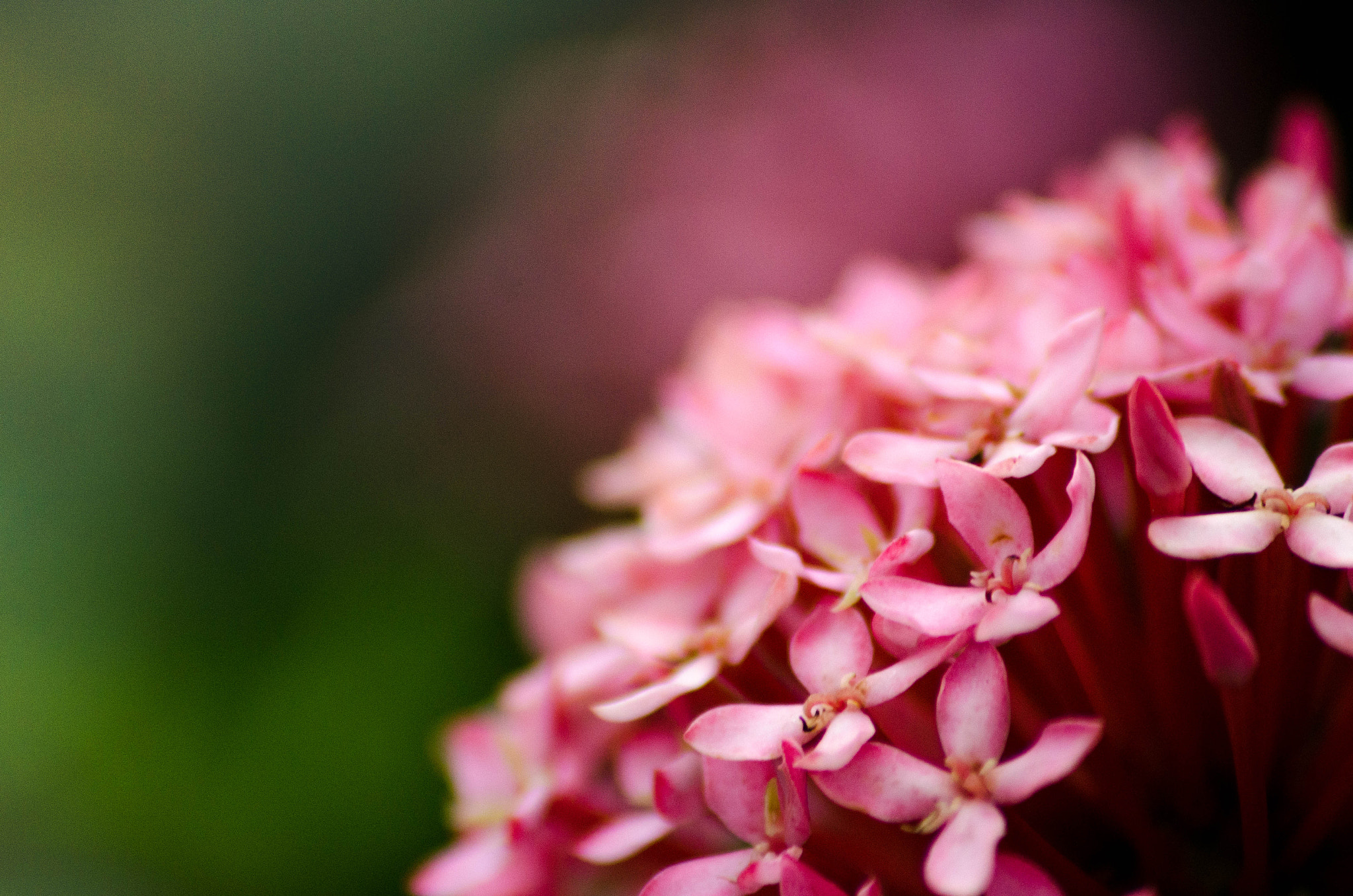 Sigma 70-300mm F4-5.6 APO DG Macro sample photo. Beauty lies on every corner photography