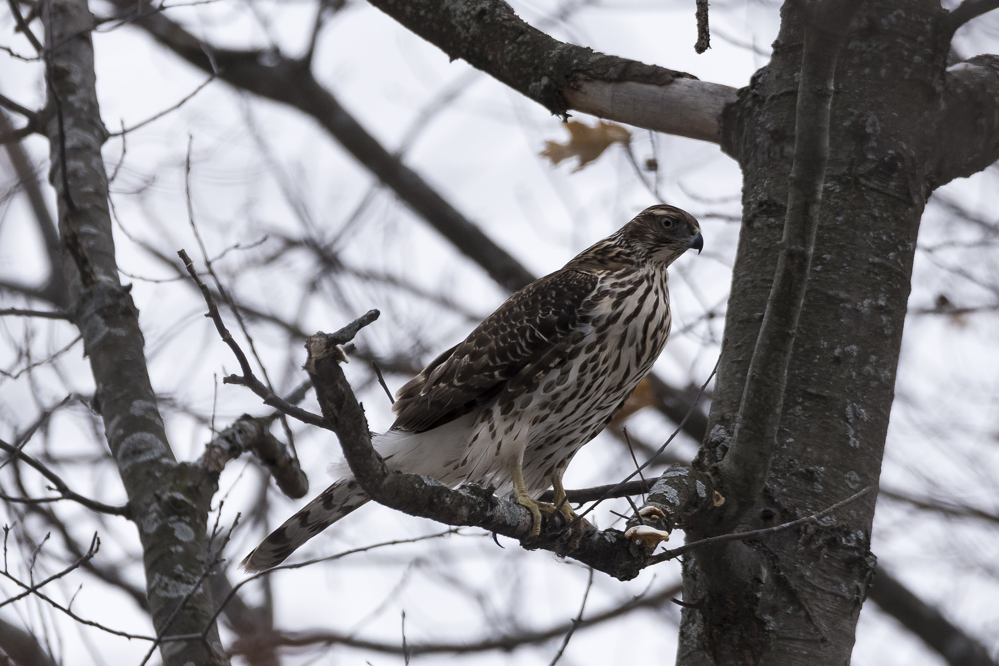 Sigma 150-600mm F5-6.3 DG OS HSM | C sample photo