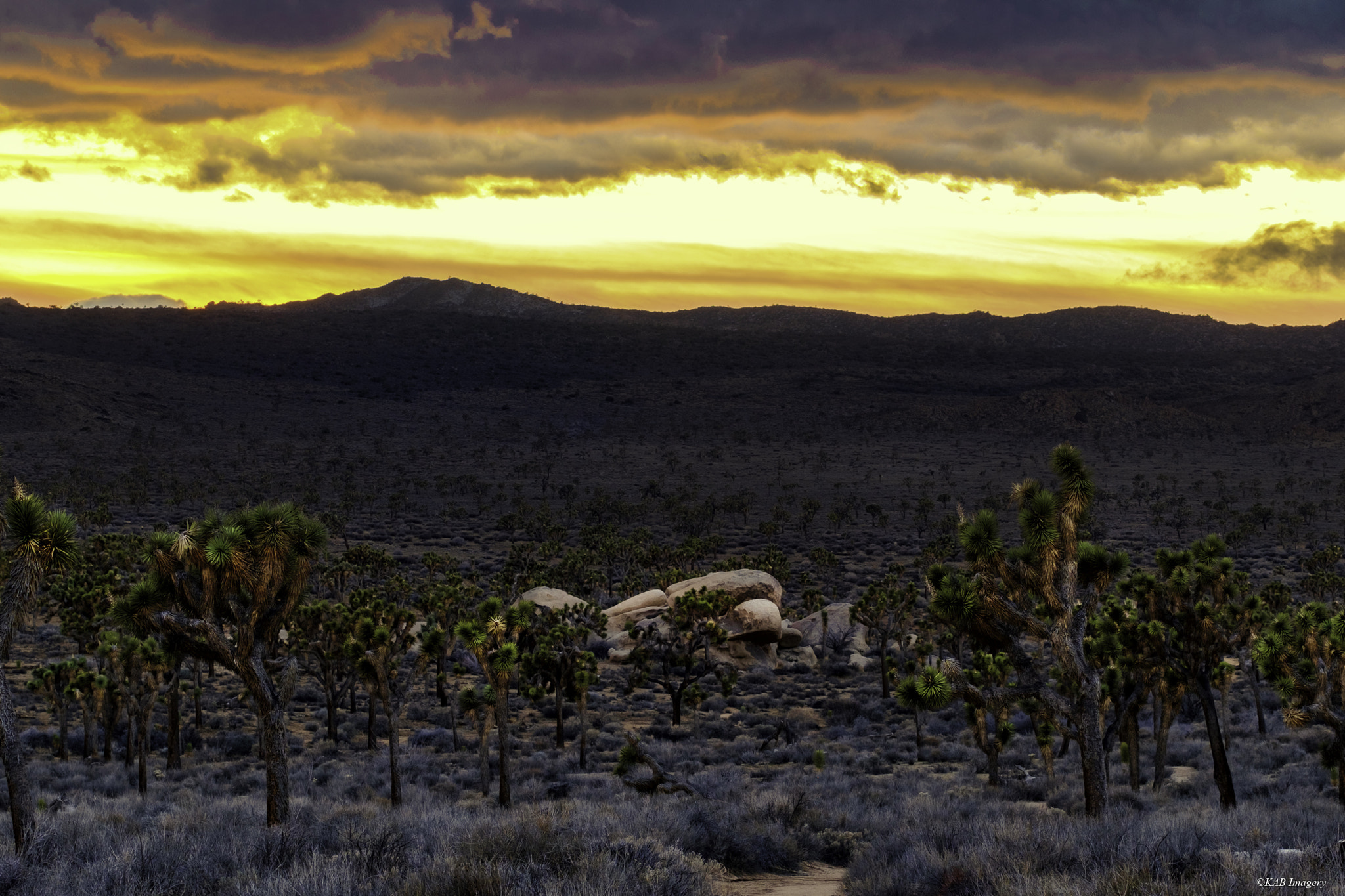 Fujifilm X-T1 + Fujifilm XF 90mm F2 R LM WR sample photo. Joshua tree national park, ca photography