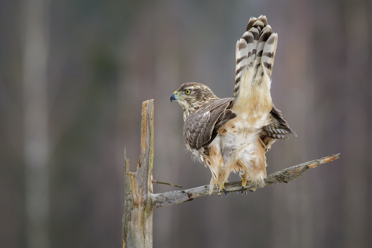 Canon EF 400mm F2.8L IS II USM sample photo. Goshawk photography