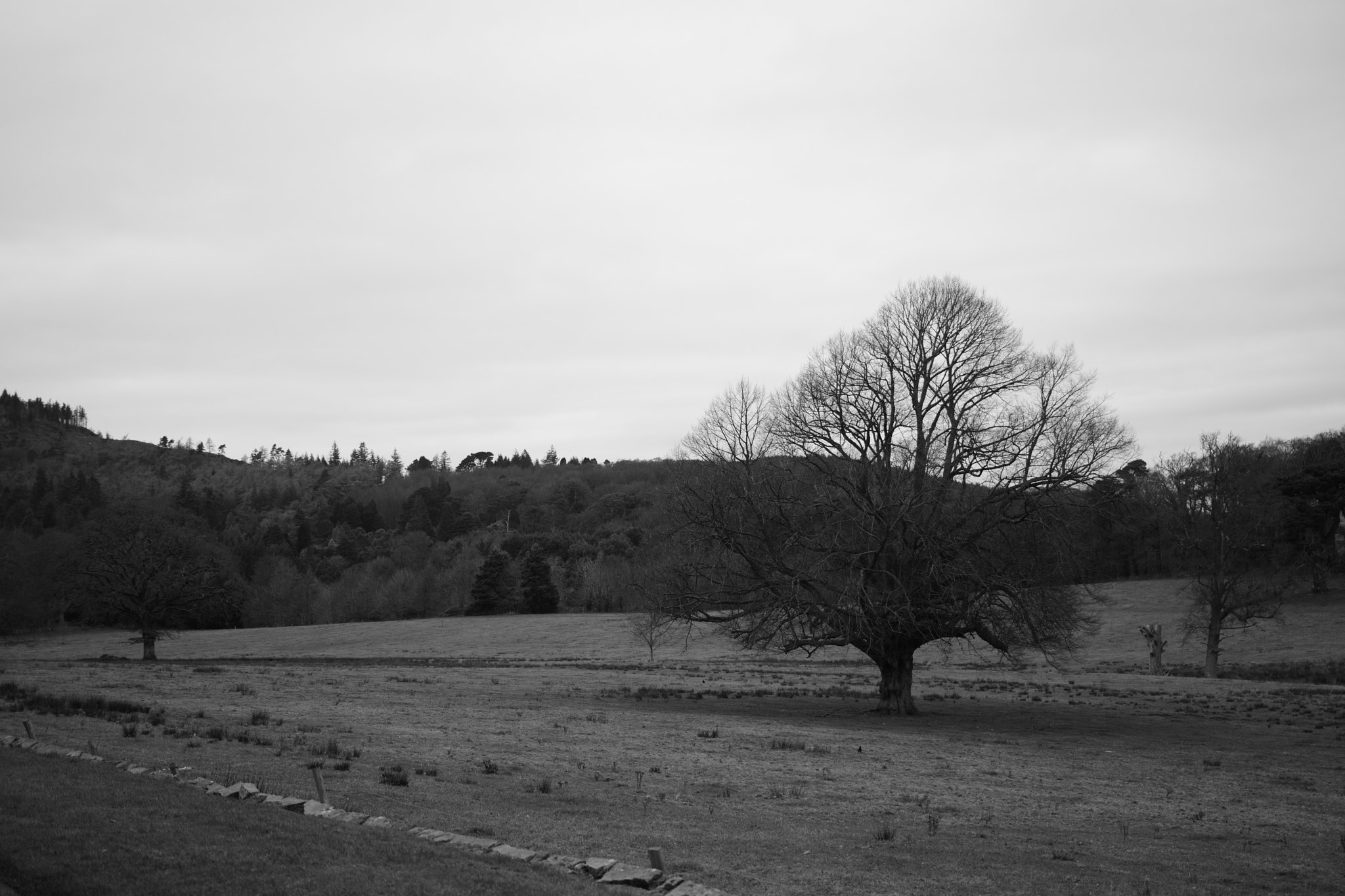 Nikon D5300 + Sigma 18-35mm F1.8 DC HSM Art sample photo. Winter tree photography