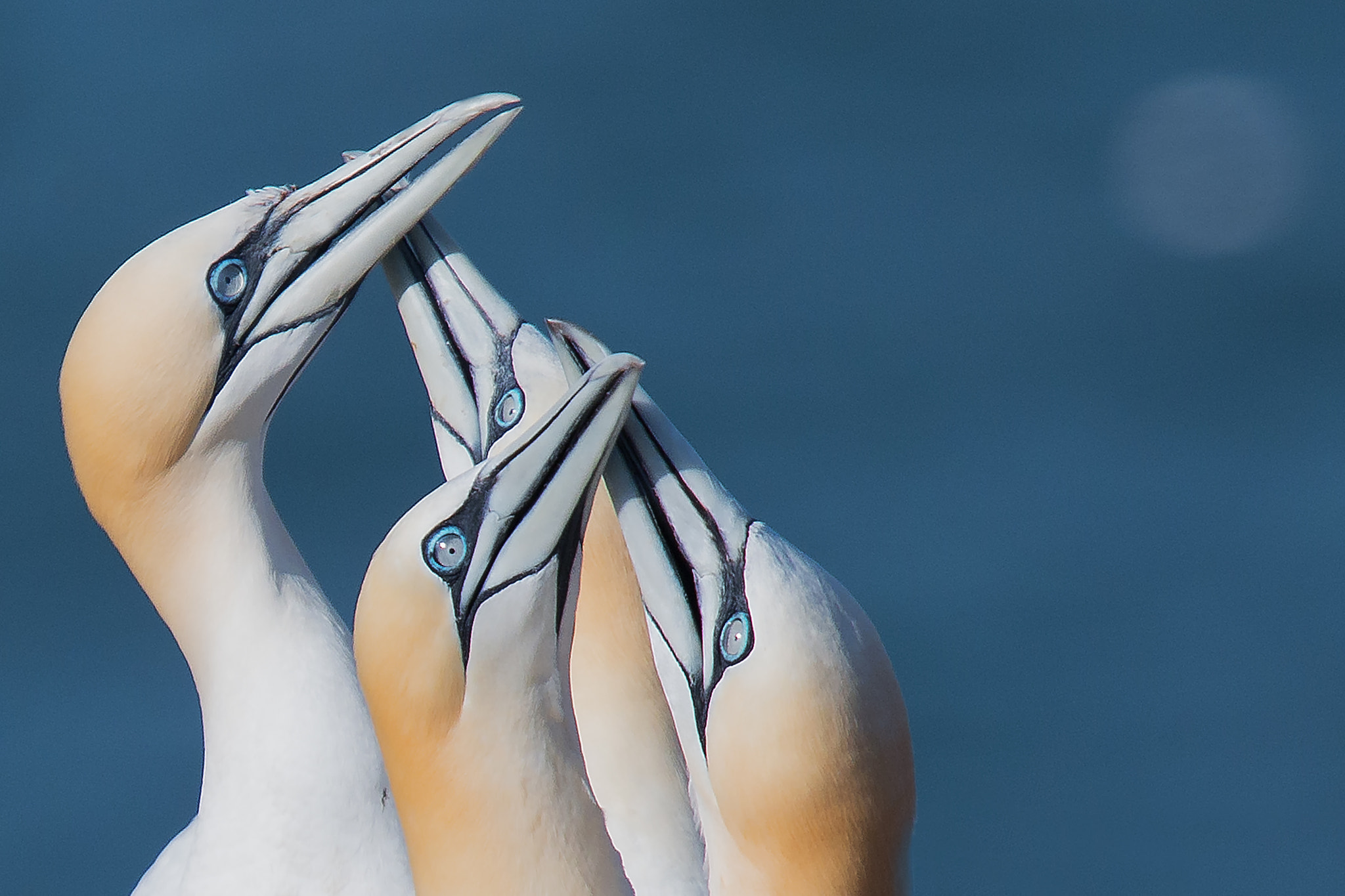 Nikon D800 sample photo. Gannet, baßtölpel photography