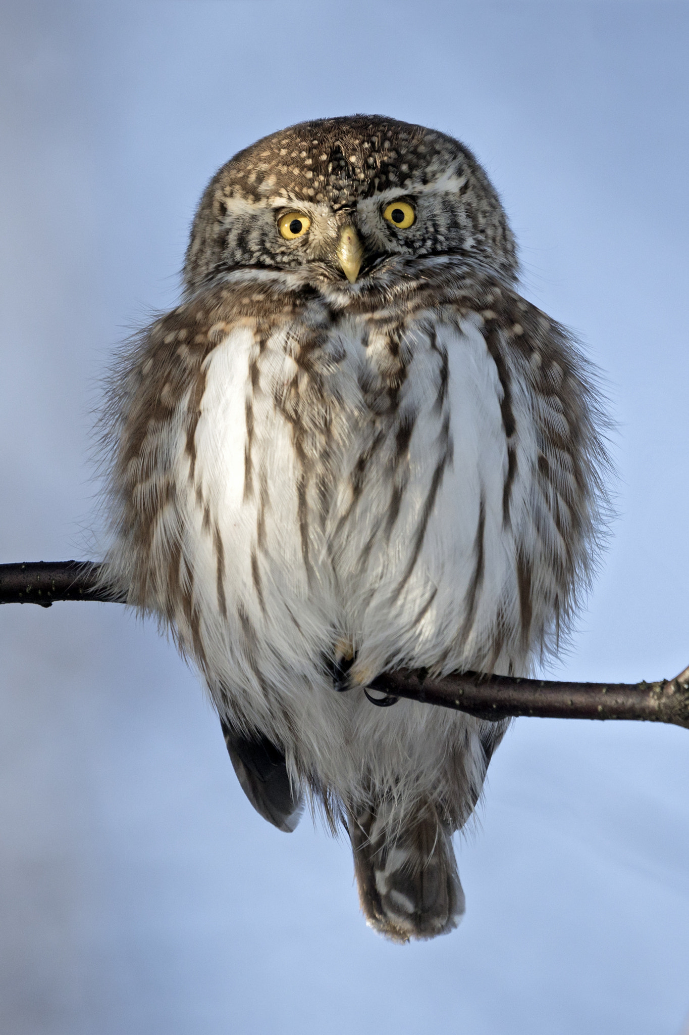 Canon EF 500mm F4L IS II USM sample photo. Pygmy owl photography