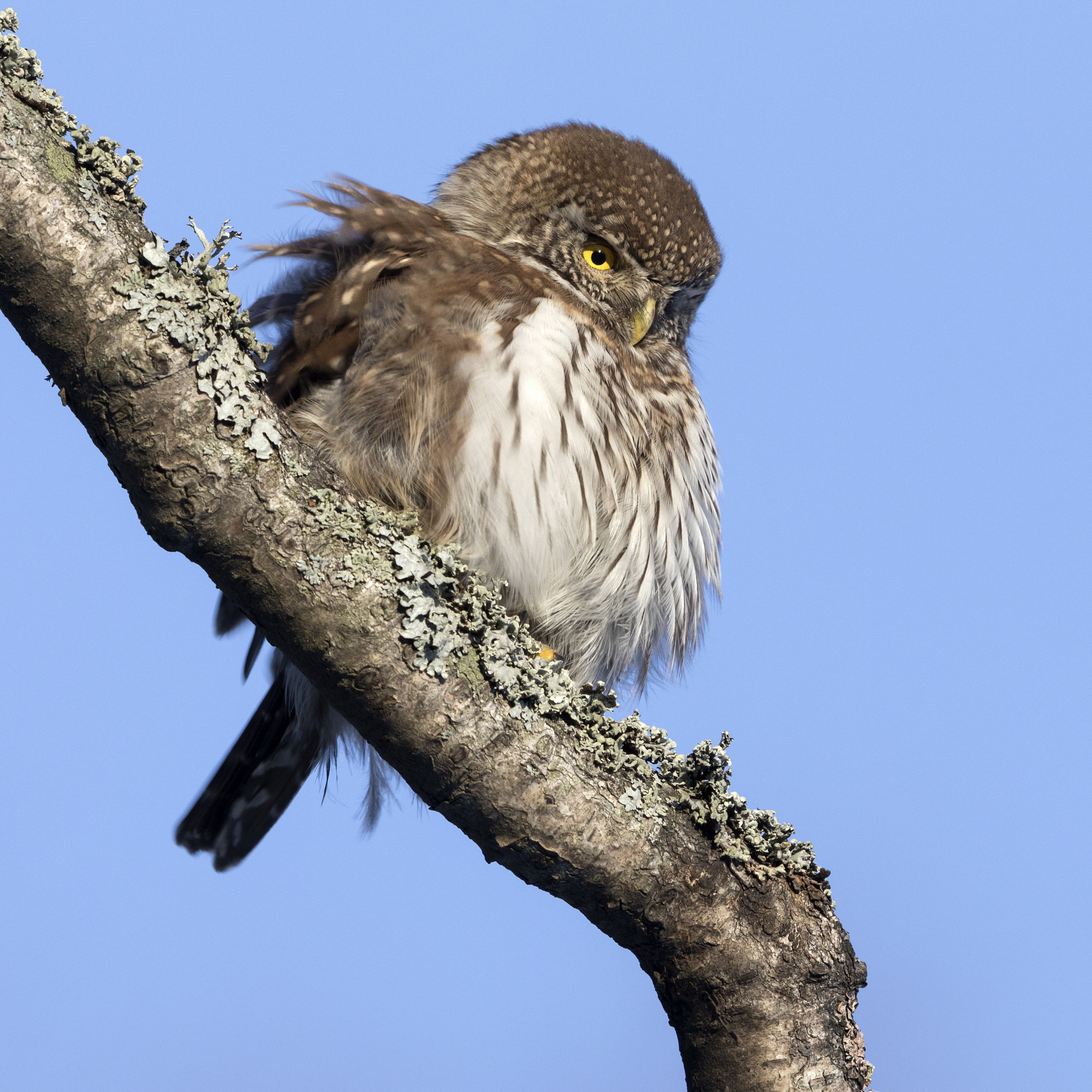 Canon EOS 5D Mark IV + Canon EF 500mm F4L IS II USM sample photo. Pygmy owl photography