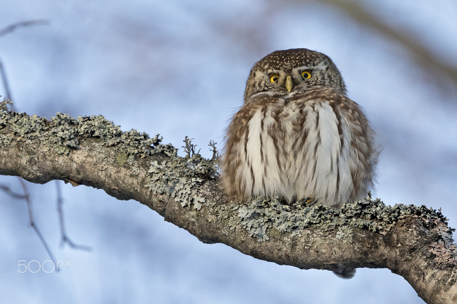 Canon EF 500mm F4L IS II USM sample photo. Pygmy owl photography