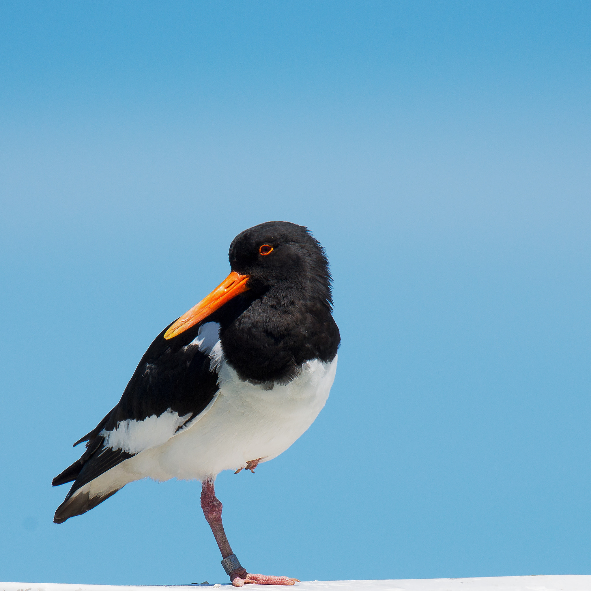 Nikon D800 sample photo. Oystercatcher photography