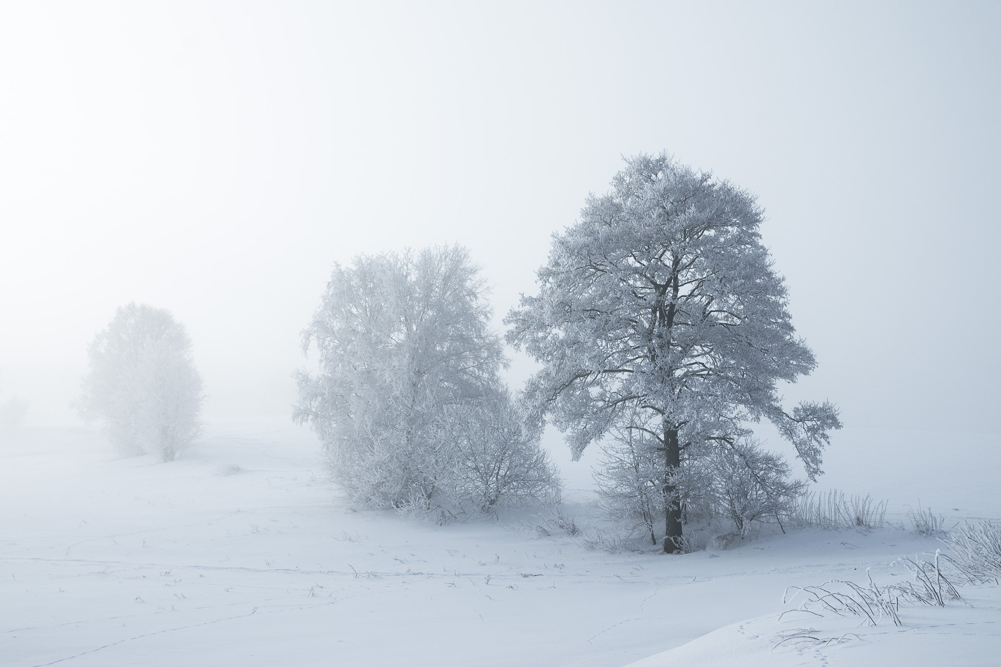 Pentax K-5 sample photo. Die welt im nebel photography