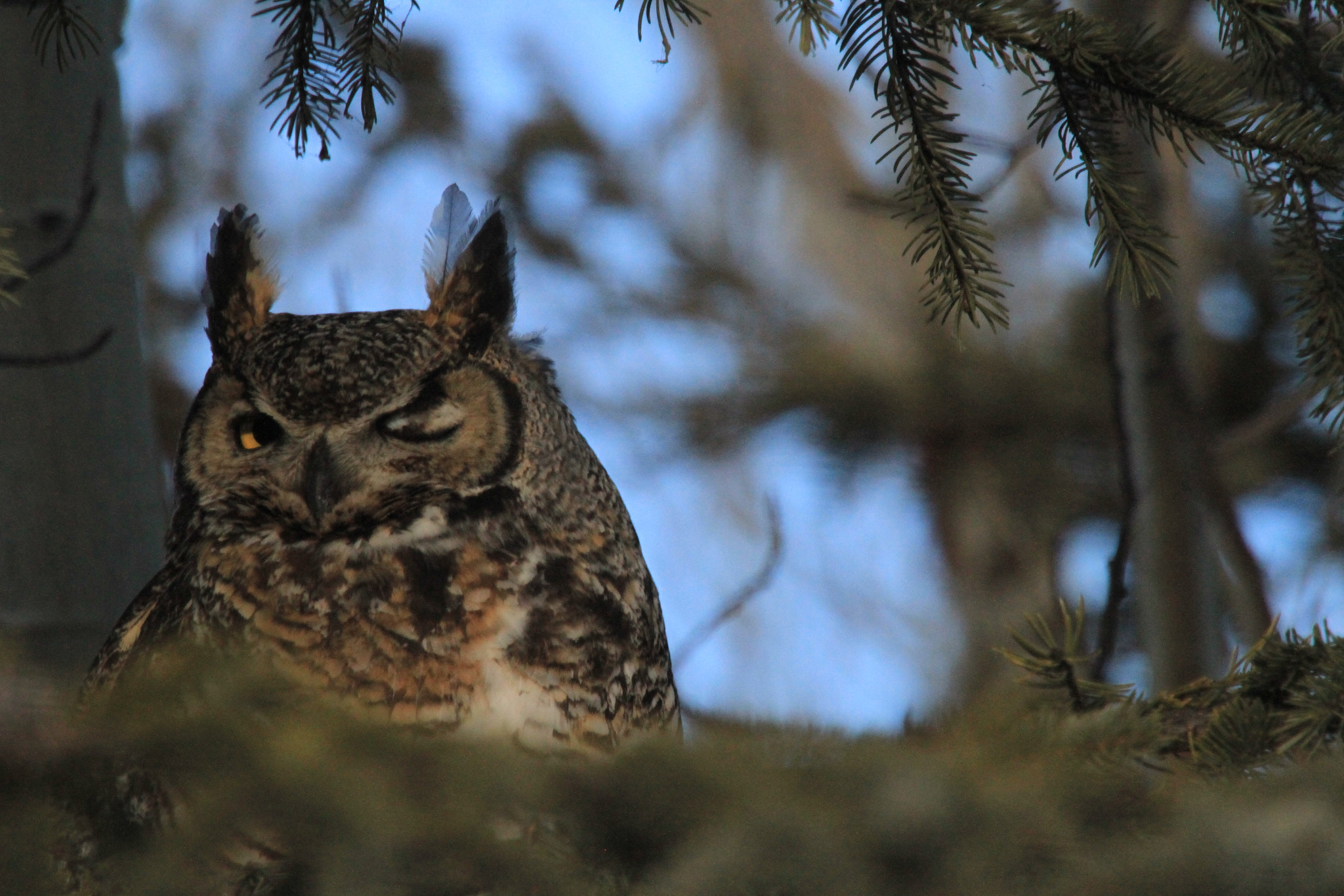Canon EF 100-400mm F4.5-5.6L IS USM sample photo. Winking great horned owl photography