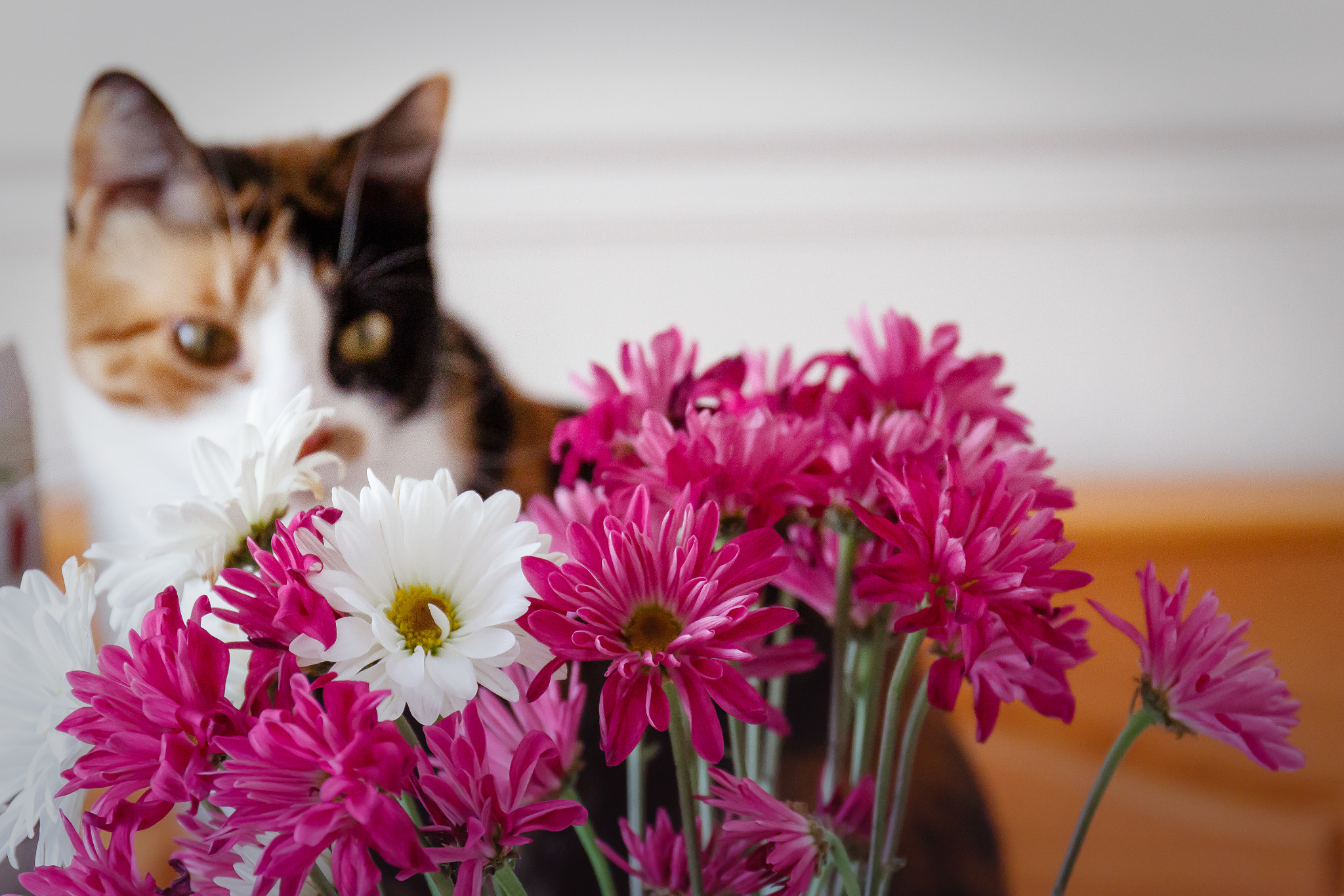 Canon EOS 700D (EOS Rebel T5i / EOS Kiss X7i) + Canon EF 24-70mm F4L IS USM sample photo. Cat and flowers photography