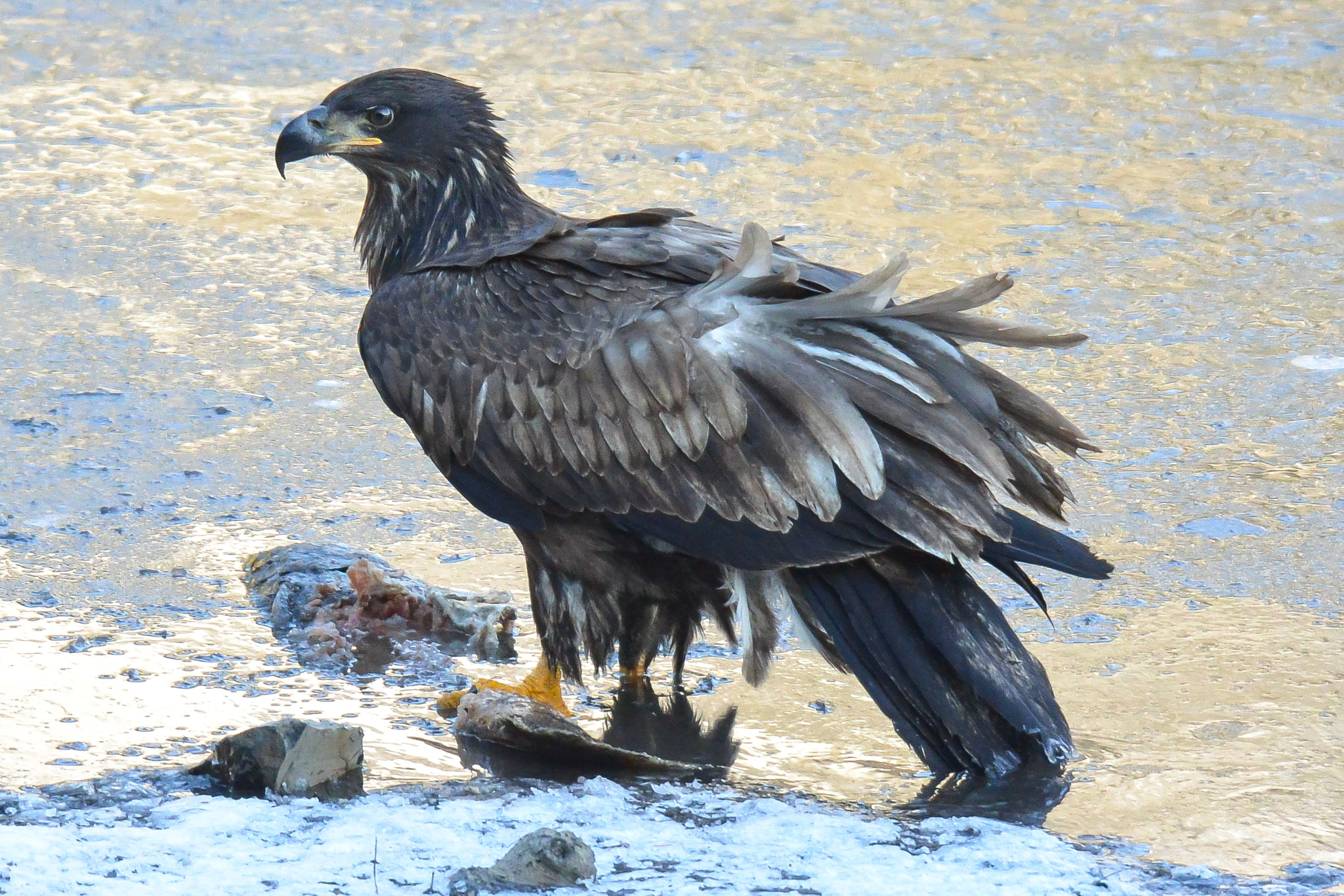 Nikon 1 V2 sample photo. Eagle photography