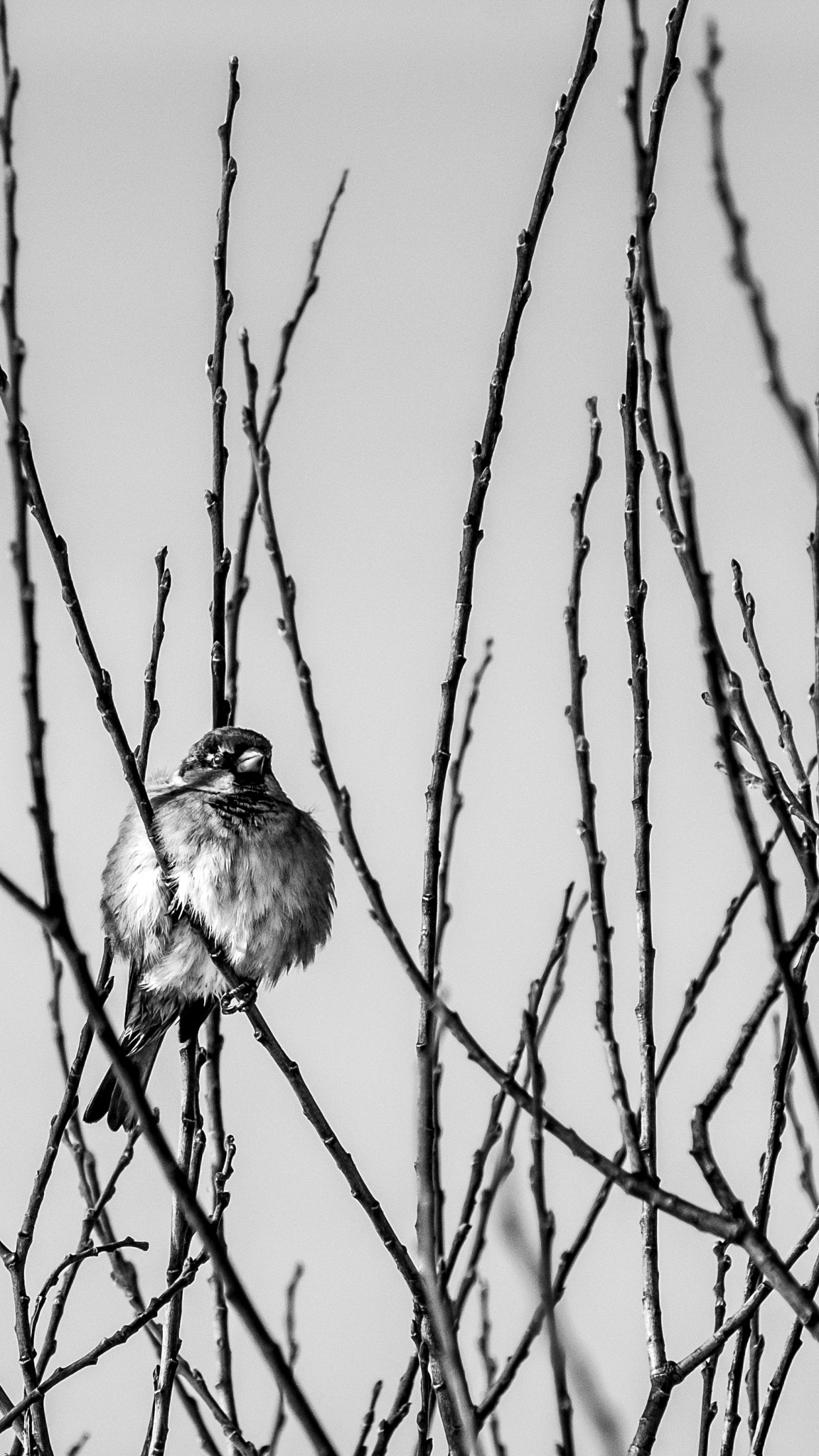 Fujifilm X-Pro2 + Fujifilm XF 55-200mm F3.5-4.8 R LM OIS sample photo. Close up bird! photography