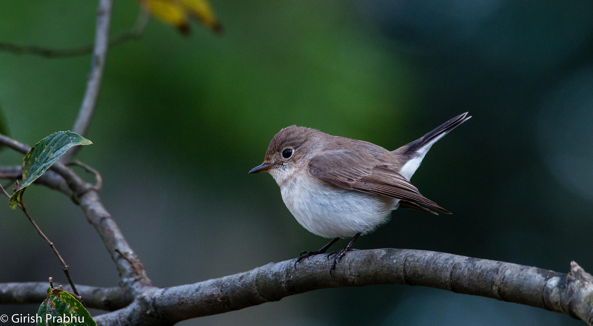 150-600mm F5-6.3 DG OS HSM | Contemporary 015 sample photo. Red-breasted flycatcher (first winter) photography
