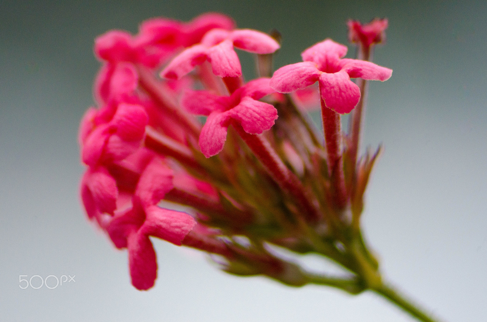 Sigma 70-300mm F4-5.6 APO DG Macro sample photo. Group of cuteness photography