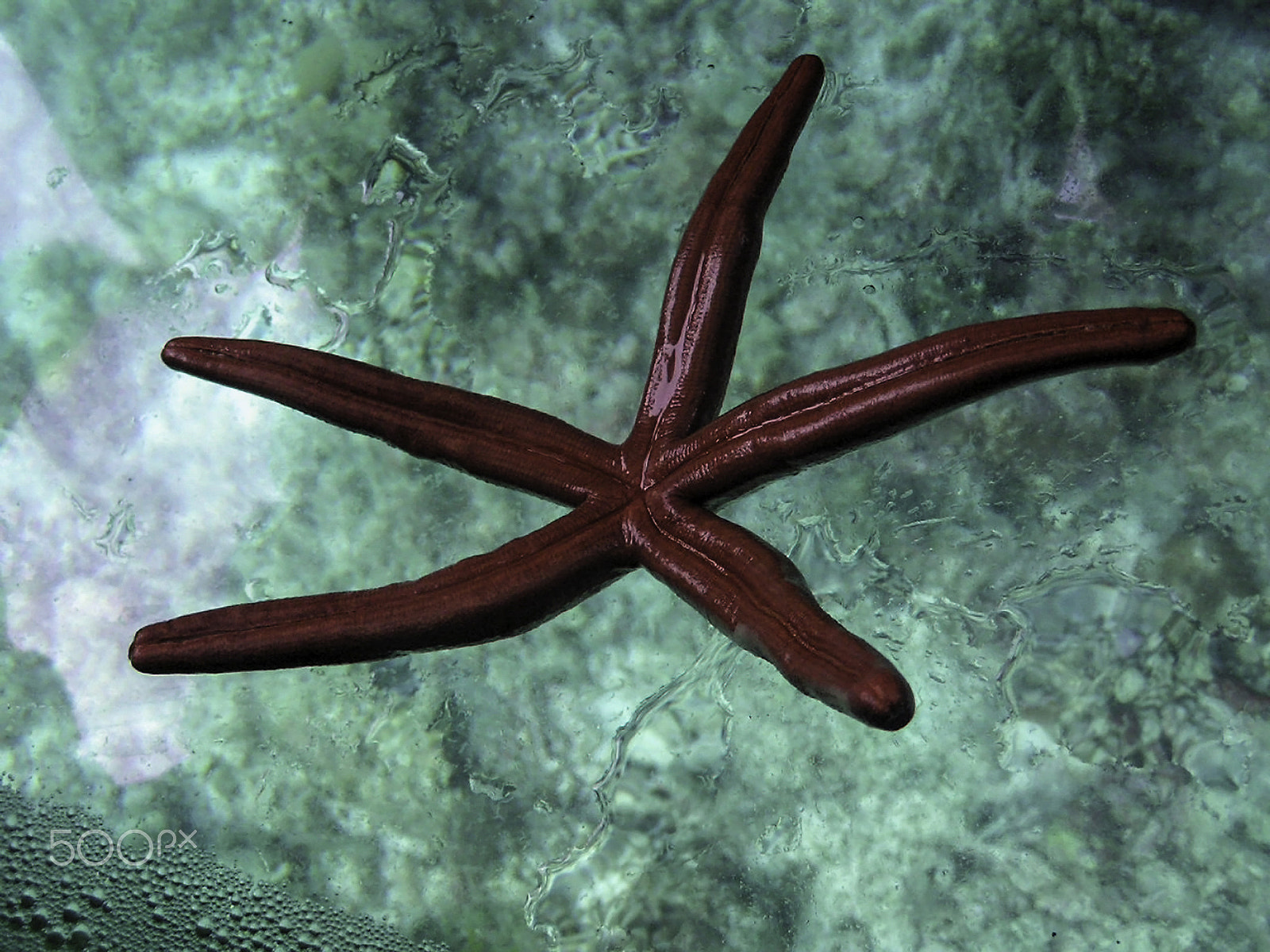 Olympus C750UZ sample photo. Starfish kept on the glass bottom of a boat in the lakshadweep i photography