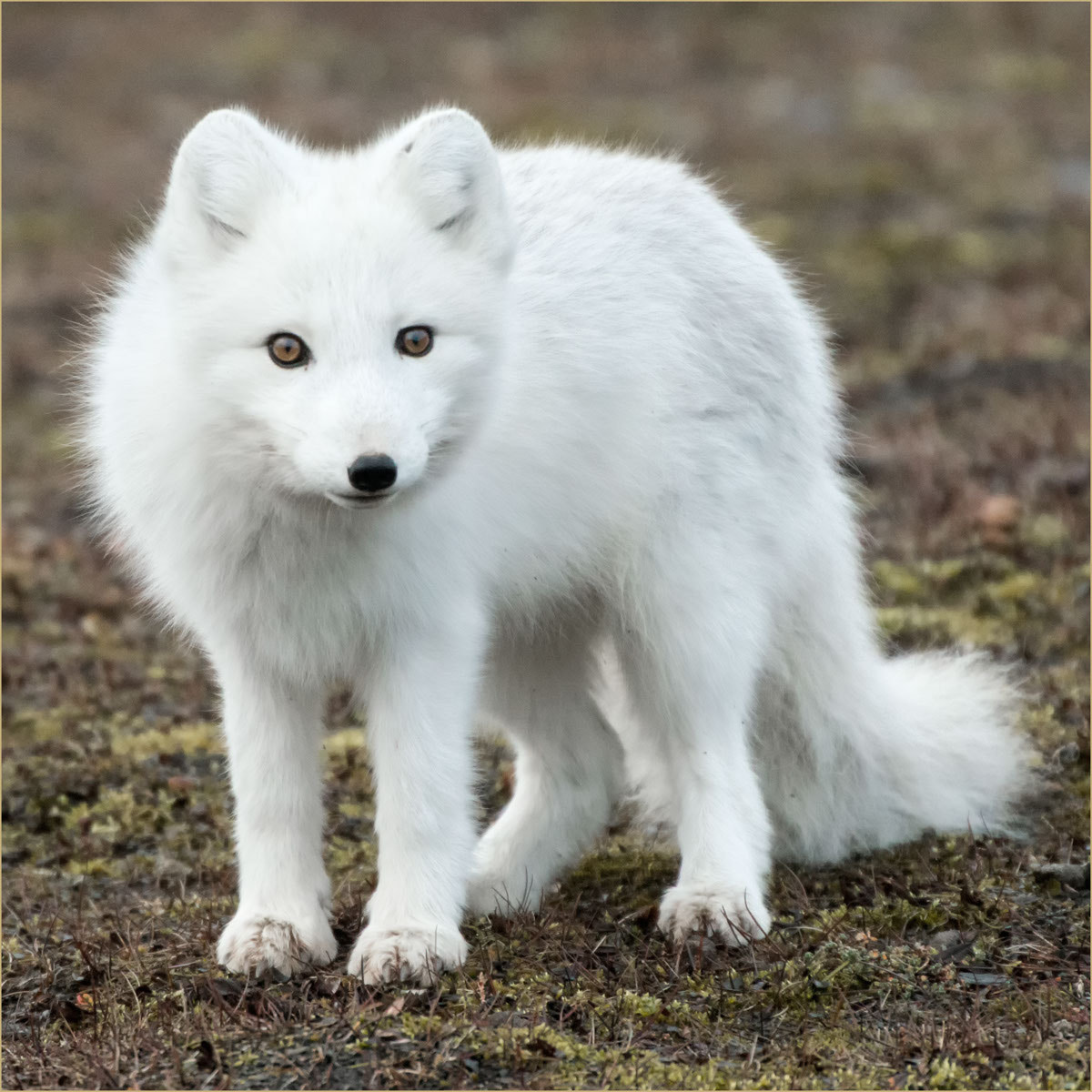 Sigma 50-500mm F4.5-6.3 DG OS HSM sample photo. Vulpes lagopus photography