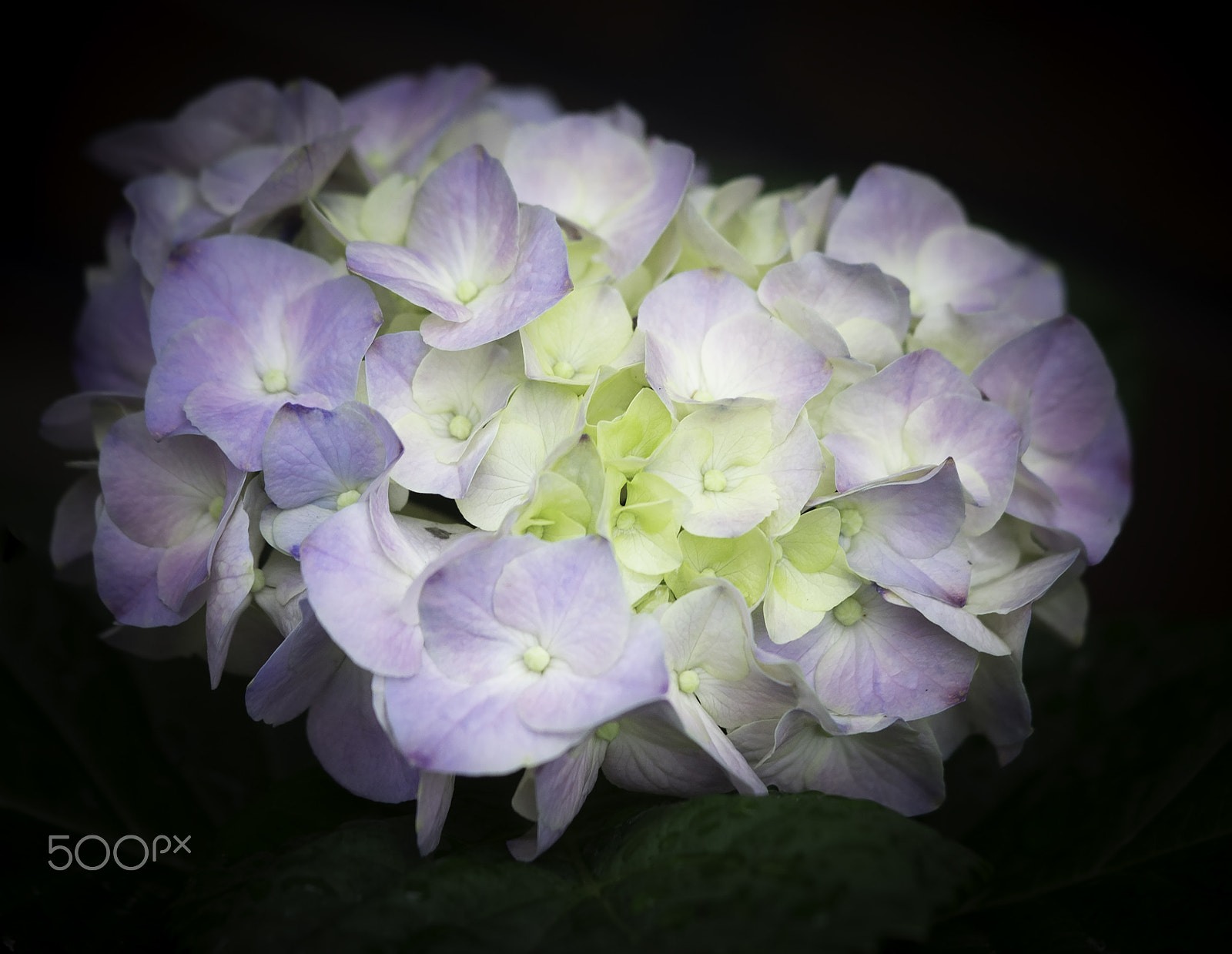 Sony a7 + Sony FE 90mm F2.8 Macro G OSS sample photo. Hydrangea photography