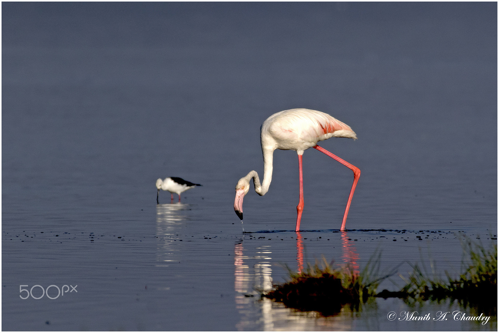 Canon EF 200-400mm F4L IS USM Extender 1.4x sample photo. The lady in pink! photography