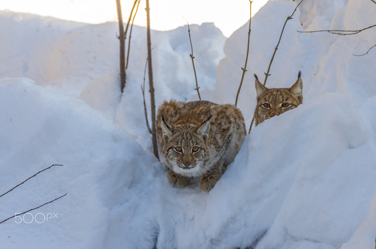 Pentax K-5 sample photo. Zwei luchse im schnee photography