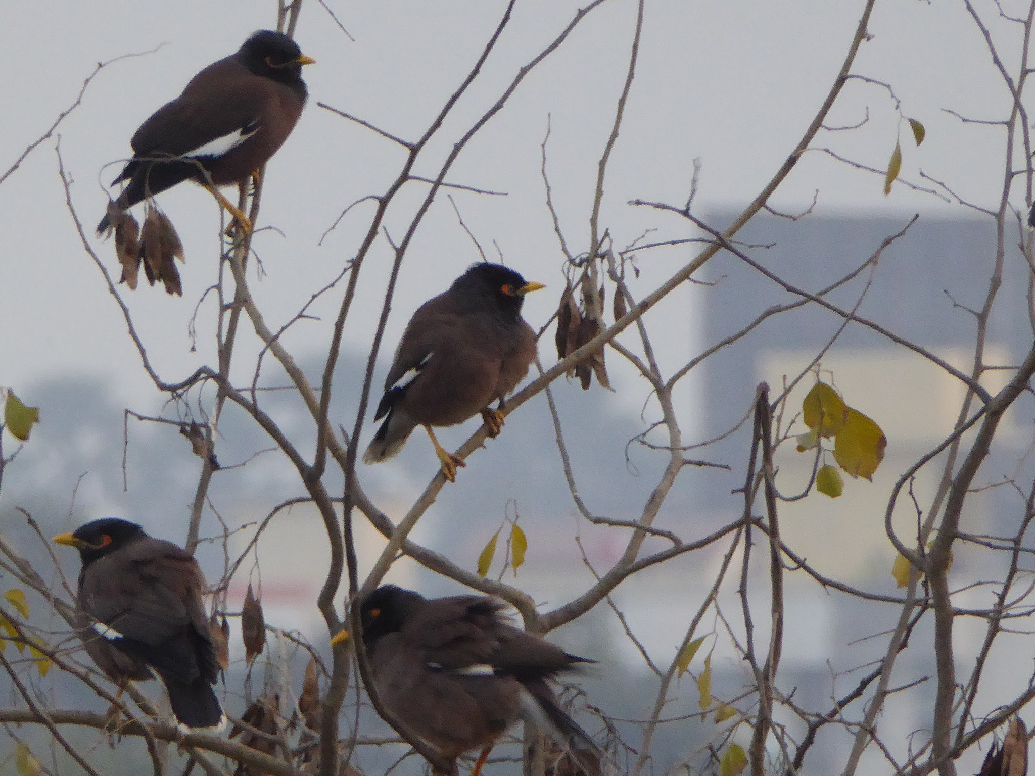 Panasonic Lumix DMC-ZS40 (Lumix DMC-TZ60) sample photo. Birds photography