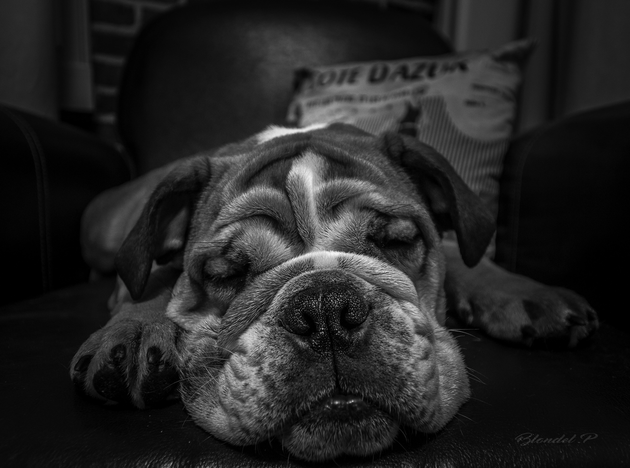 Sigma 10-20mm F3.5 EX DC HSM sample photo. English bulldog photography