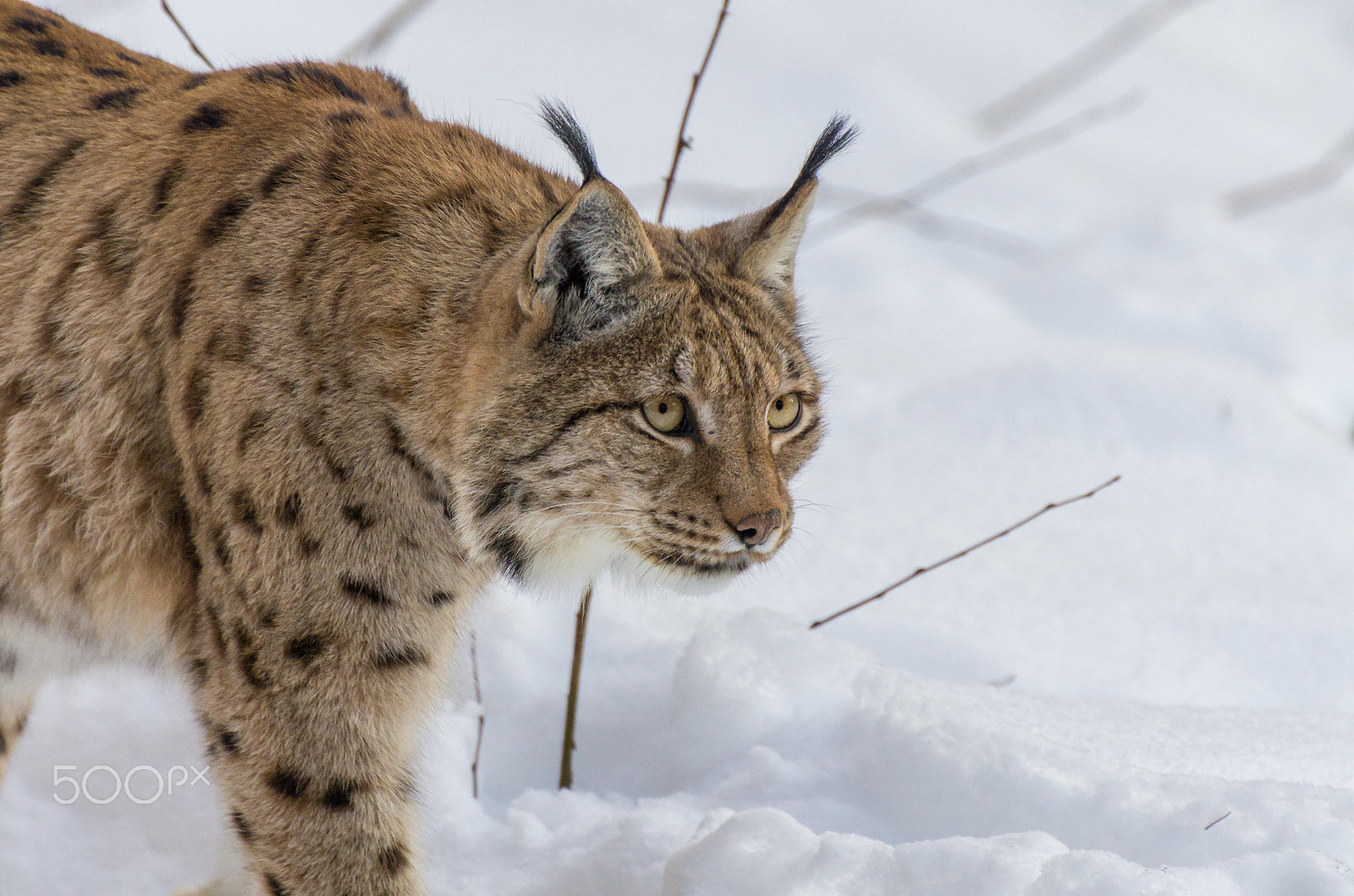 Pentax K-5 sample photo. Luchs portrait photography