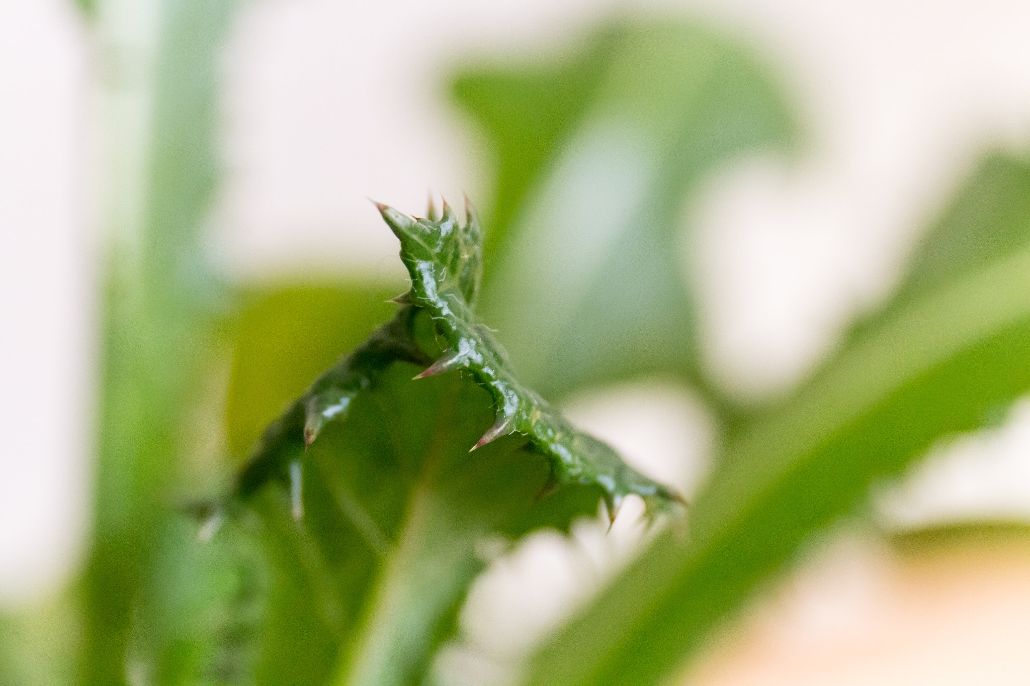 Canon EF 24-70mm F4L IS USM sample photo. ... photography