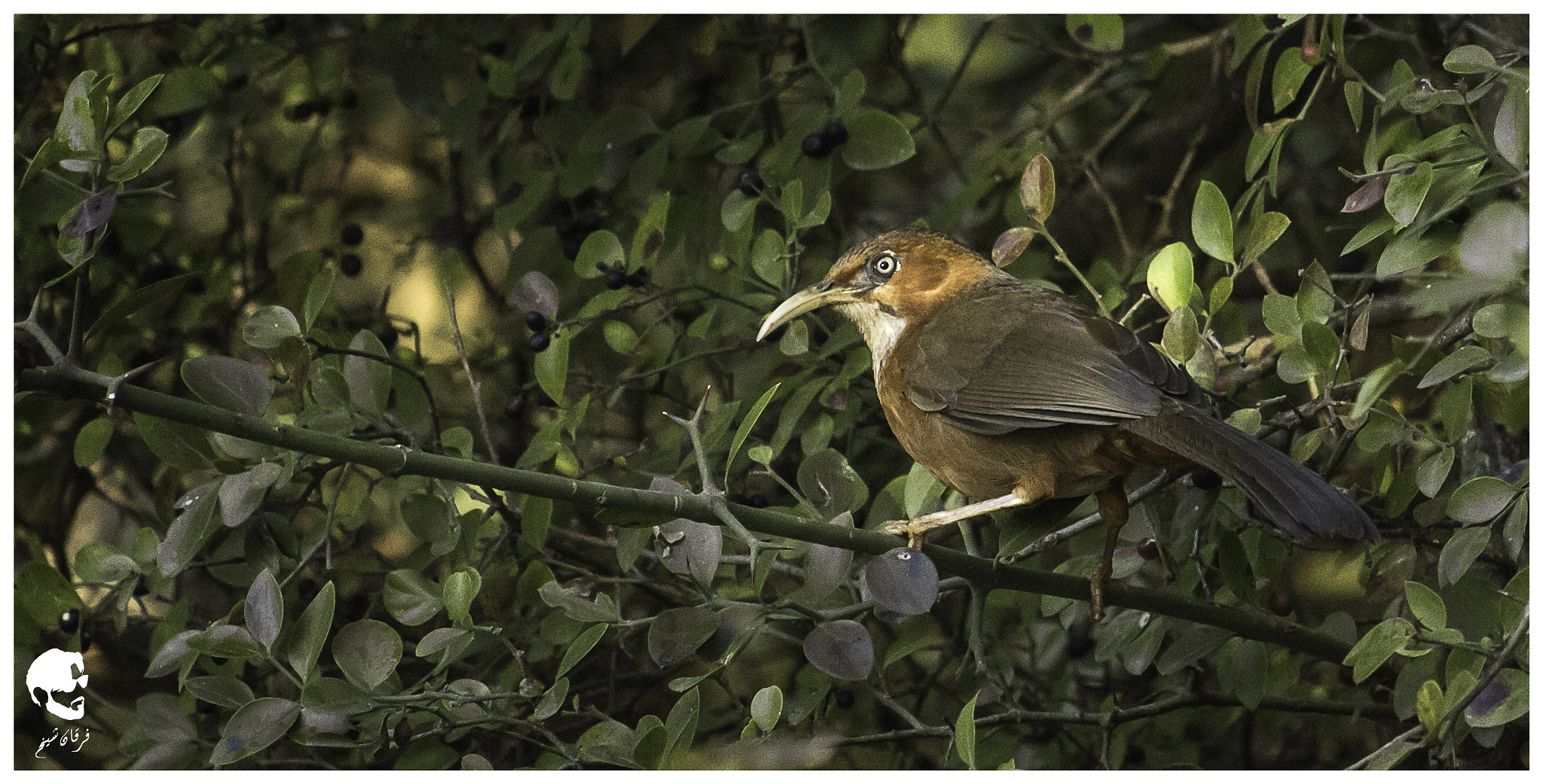 Canon EF-S 55-250mm F4-5.6 IS STM sample photo. Rusty cheeked scimitar babbler photography