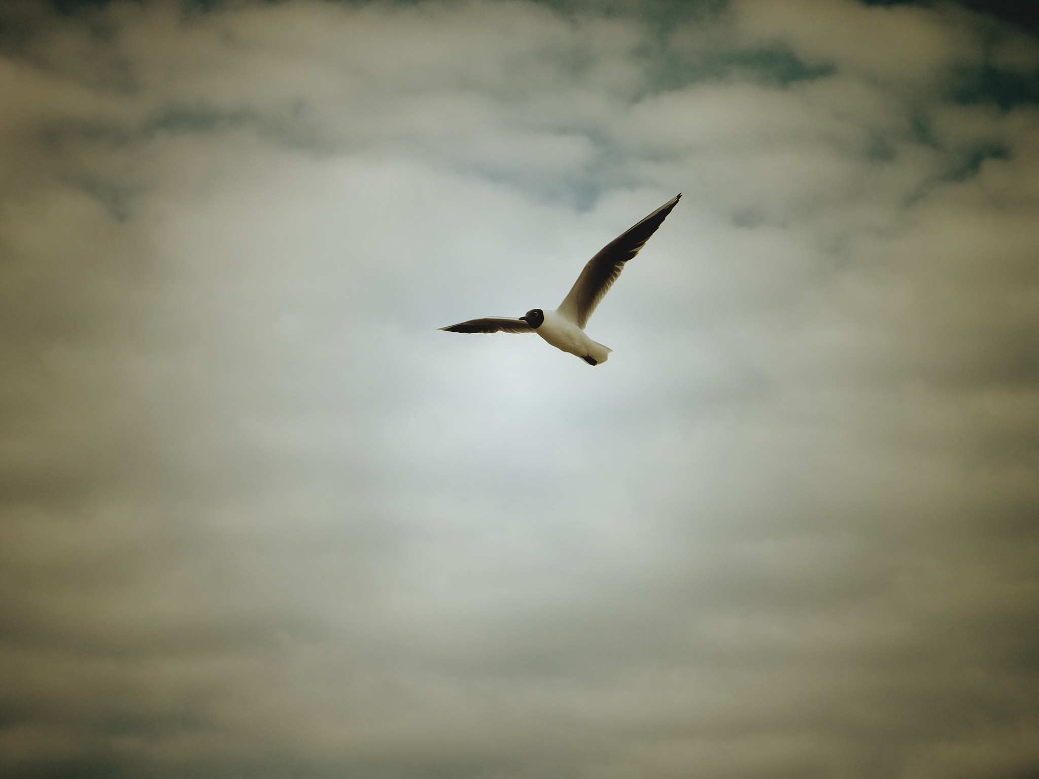 Fujifilm FinePix F660EXR sample photo. 3rd seagull photography