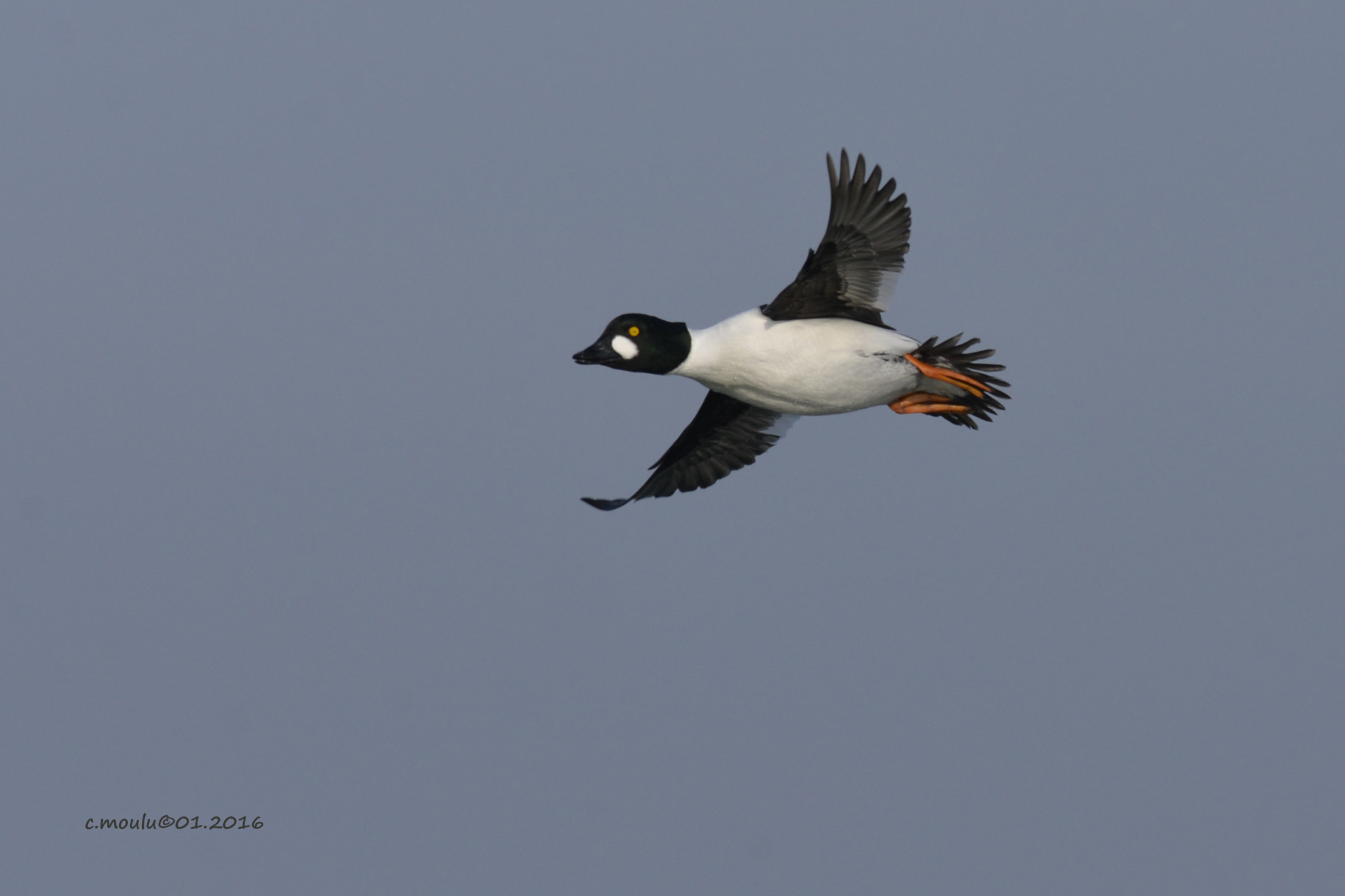 Nikon Nikkor AF-S 300mm F4E PF ED VR sample photo. Pays-bas, zélande, brouwersdam photography