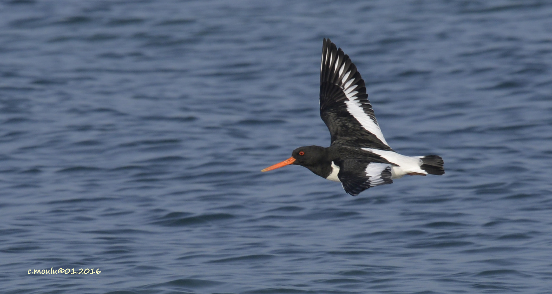 Nikon Nikkor AF-S 300mm F4E PF ED VR sample photo. Pays-bas, zélande, brouwersdam photography