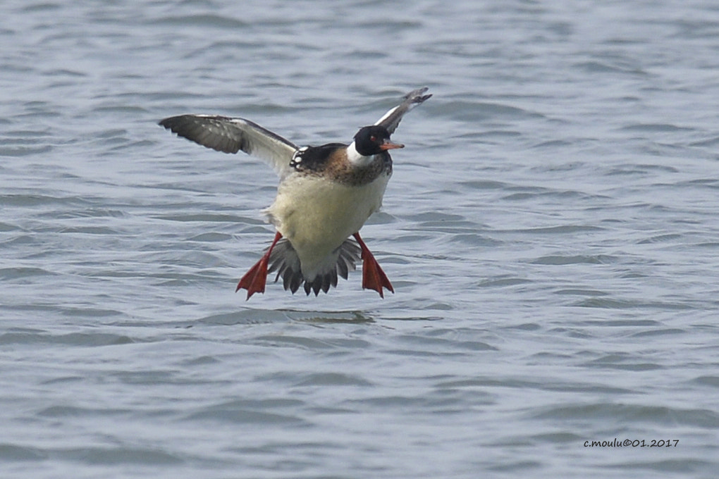 Nikon Nikkor AF-S 300mm F4E PF ED VR sample photo. Pays-bas, zélande, brouwersdam photography