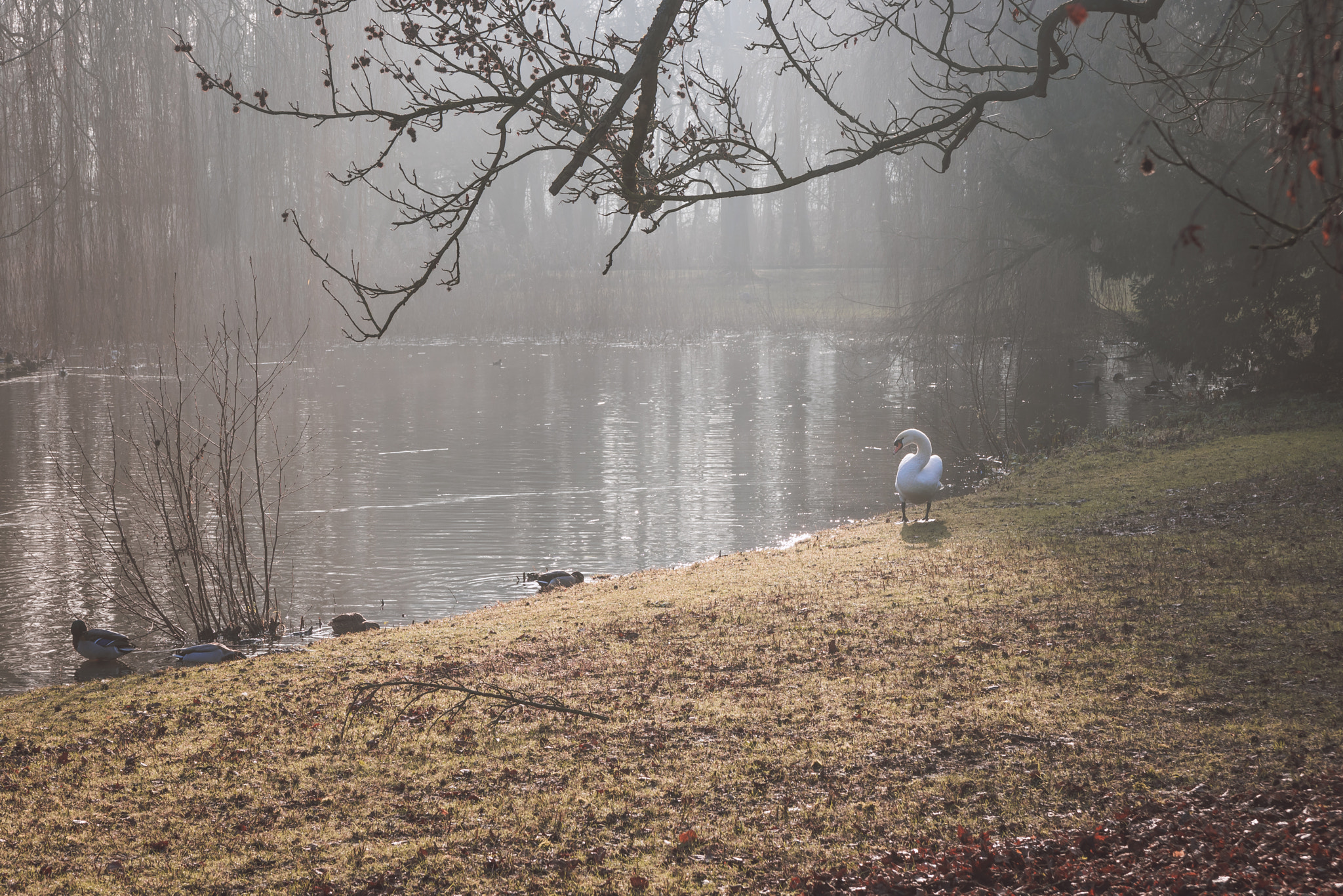 Canon EOS 750D (EOS Rebel T6i / EOS Kiss X8i) sample photo. Ugly duckling photography