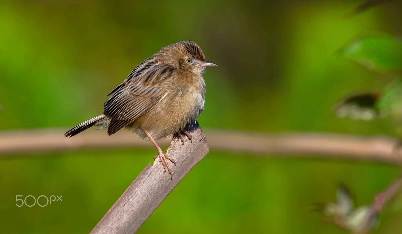 Canon EF 400mm F2.8L IS II USM sample photo. Cisticole des joncs photography