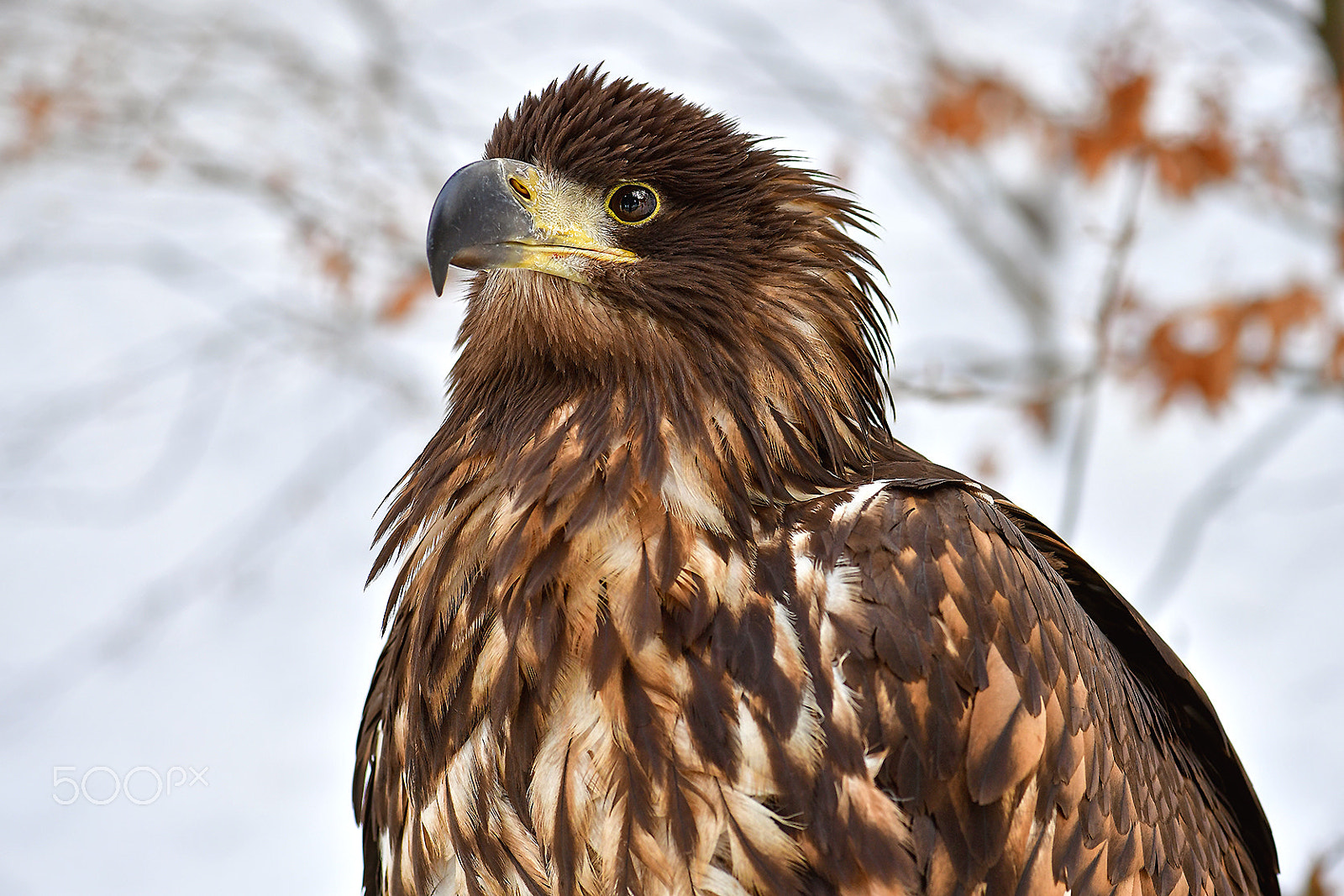 Nikon AF-S Micro-Nikkor 105mm F2.8G IF-ED VR sample photo. White-tailed eagle photography