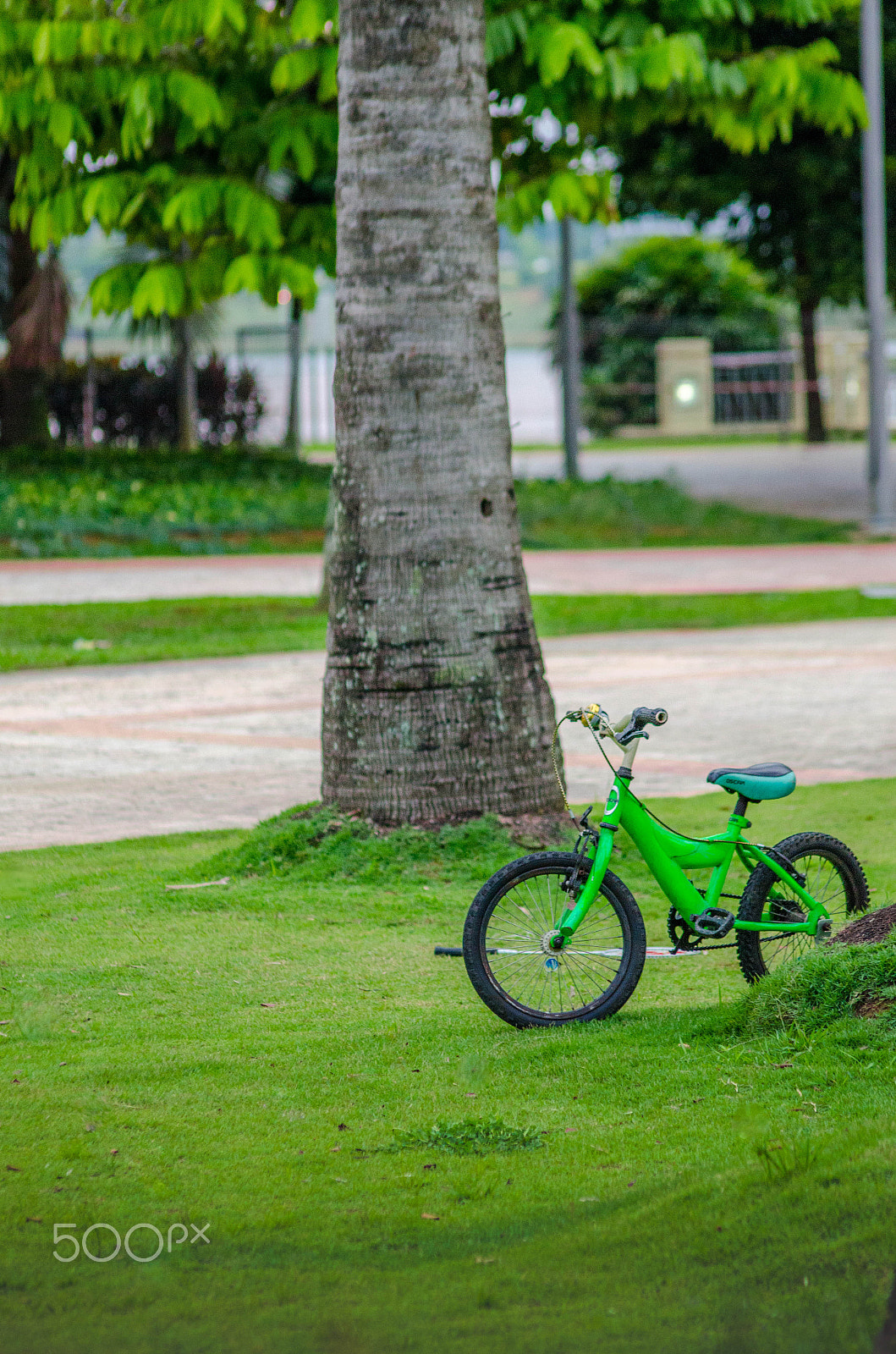 Sigma 70-300mm F4-5.6 APO DG Macro sample photo. Only green allowed ? photography