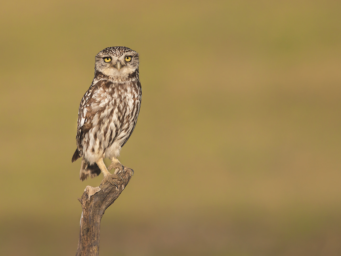 Sigma 100-300mm f/4 sample photo. Mochuelo photography