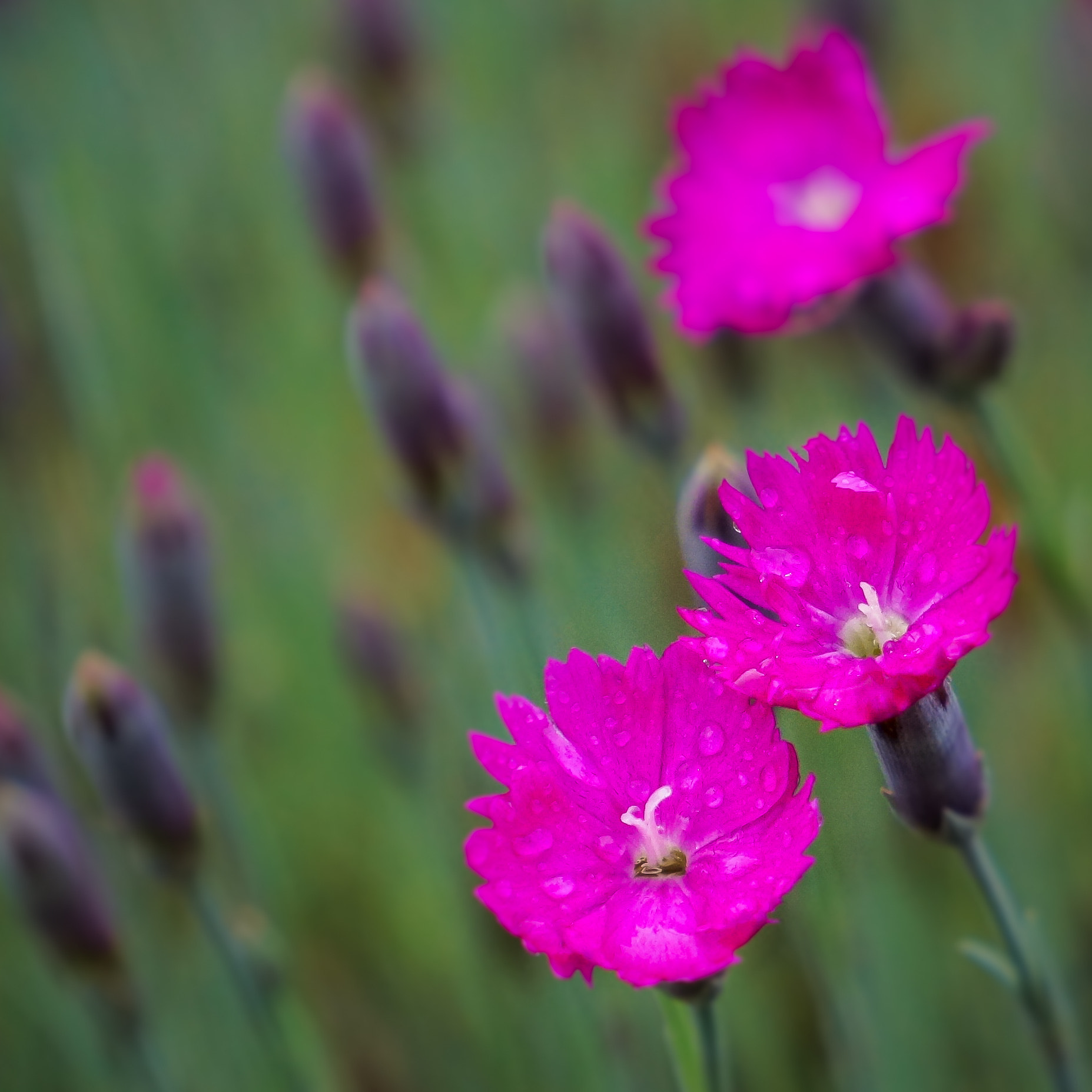 Sony Alpha NEX-7 + Sony E 55-210mm F4.5-6.3 OSS sample photo. Rainy day dianthus photography