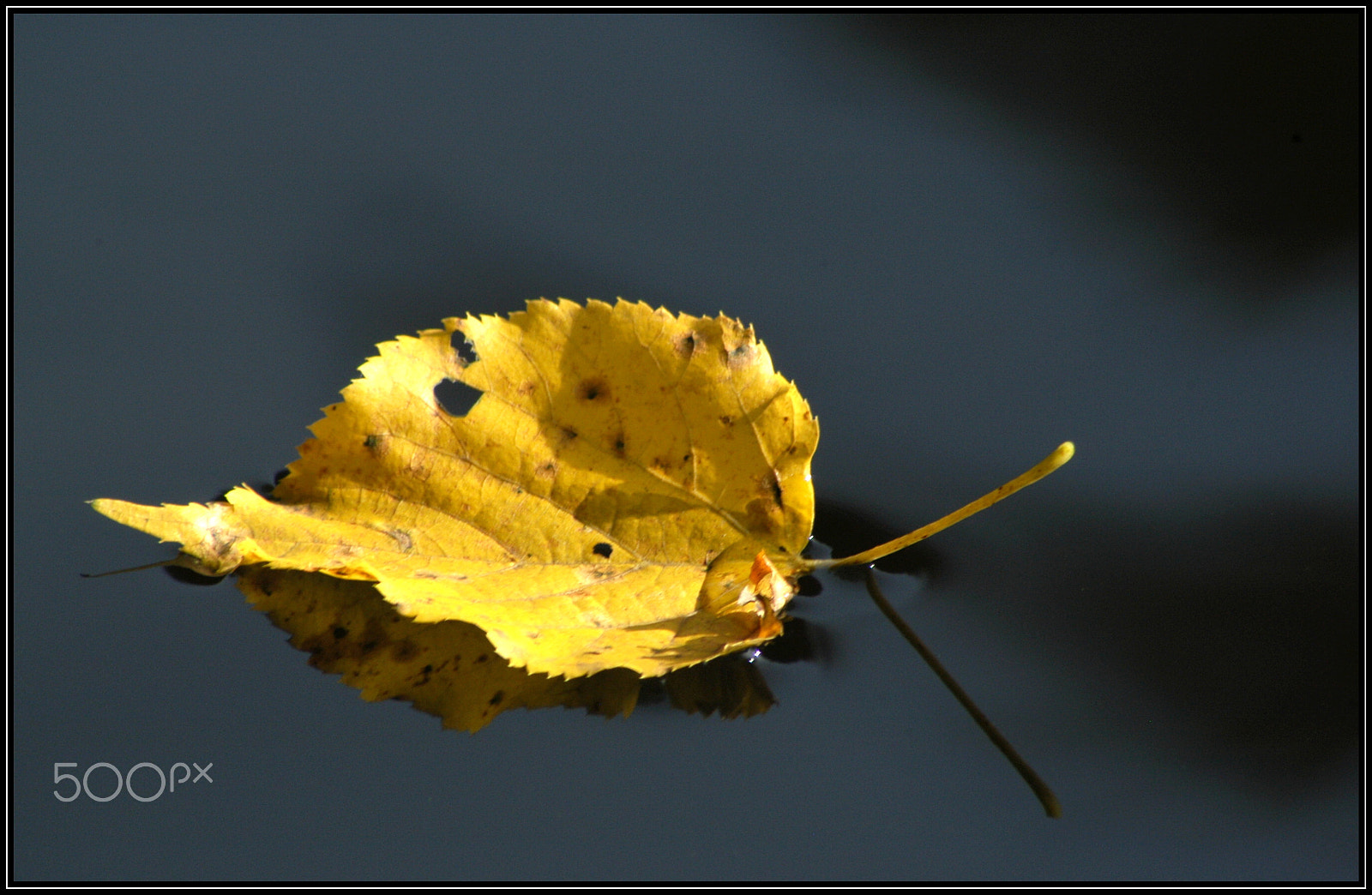 Nikon D100 sample photo. Tree leaf photography